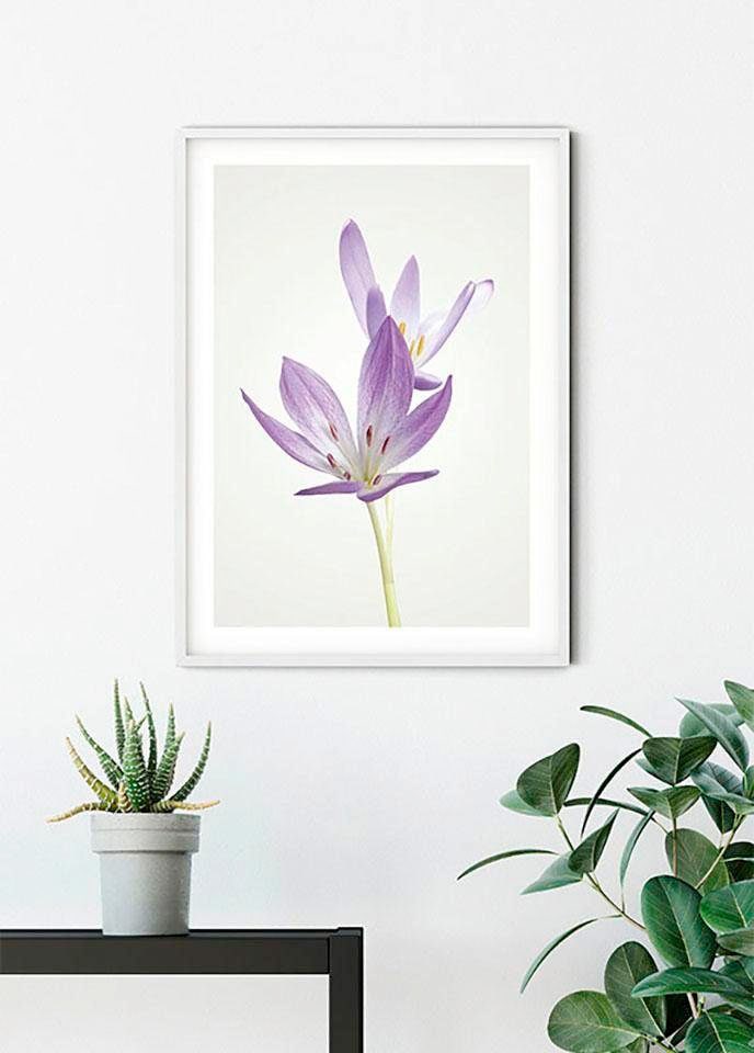 Komar Bild »Autumn Crocus«, Blumen, (1 St.), Wandbild zur Dekoration - ohne Rahmen