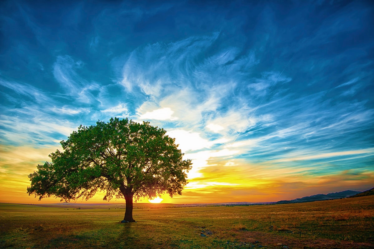 Papermoon Fototapete "Baum in Landschaft"