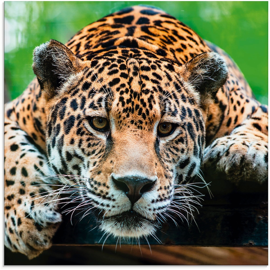 Artland Glasbild »Südamerikanischer Jaguar«, Wildtiere, (1 St.)