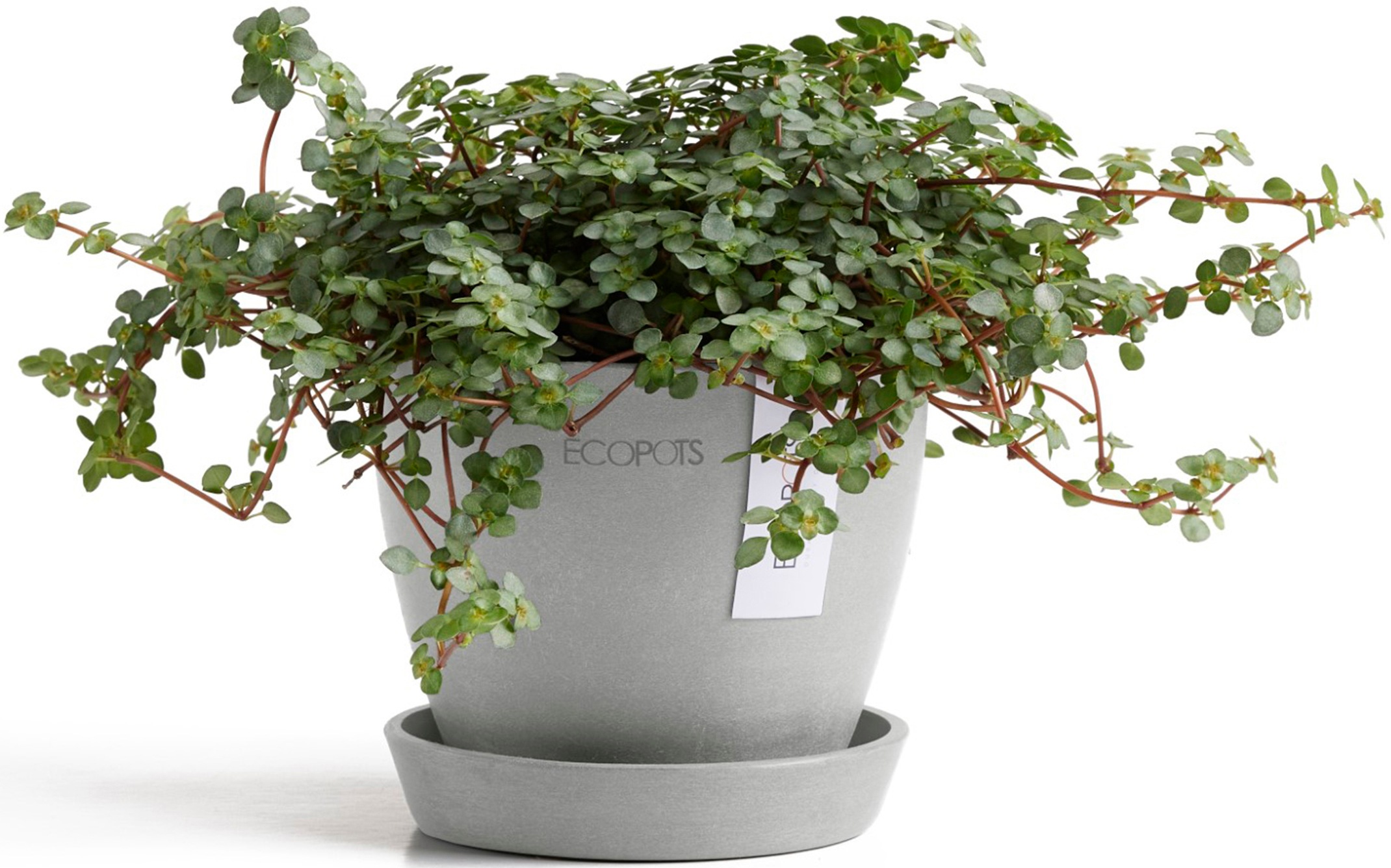 ECOPOTS Blumentopf »Antwerp Mini 11 Weißgrau«, für den Innenbereich