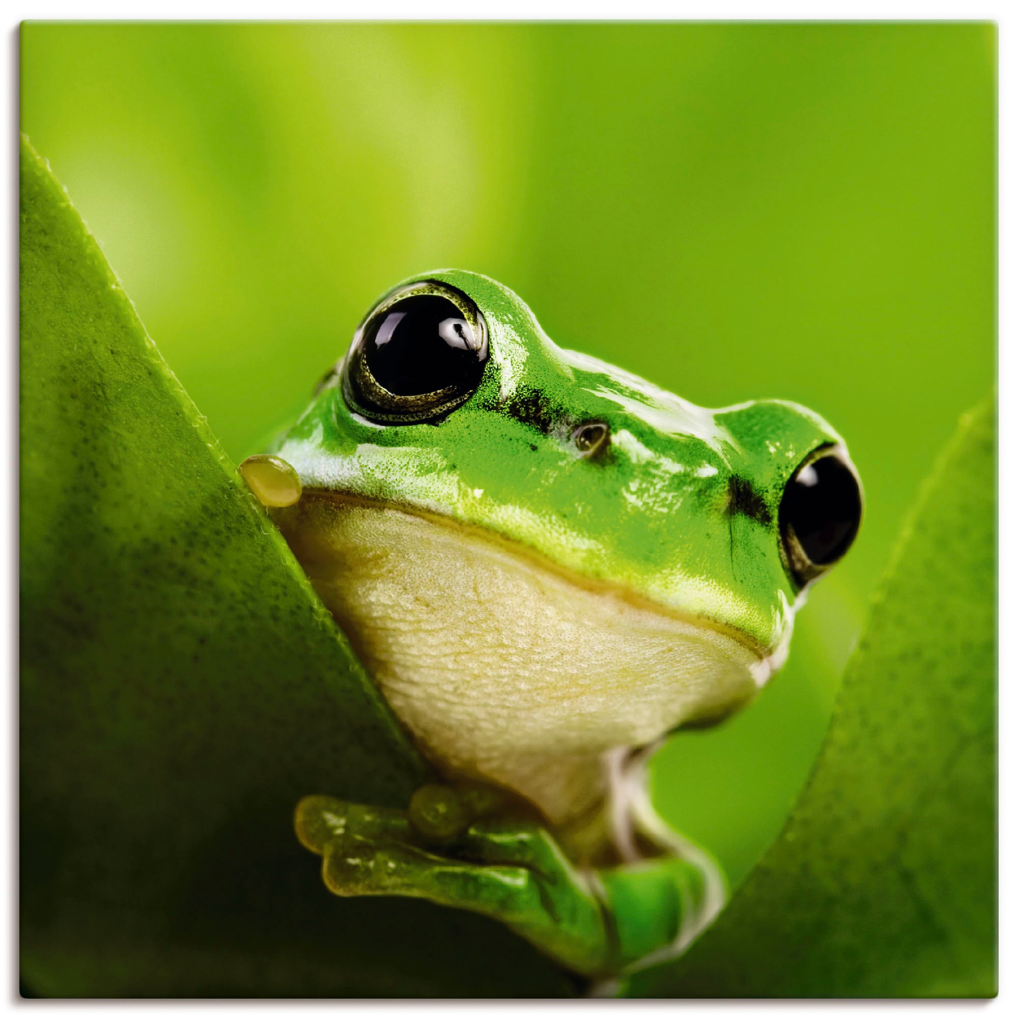 Artland Wandbild "Ausspähender Frosch" Wassertiere 1 Stk. tlg. als Leinwand günstig online kaufen