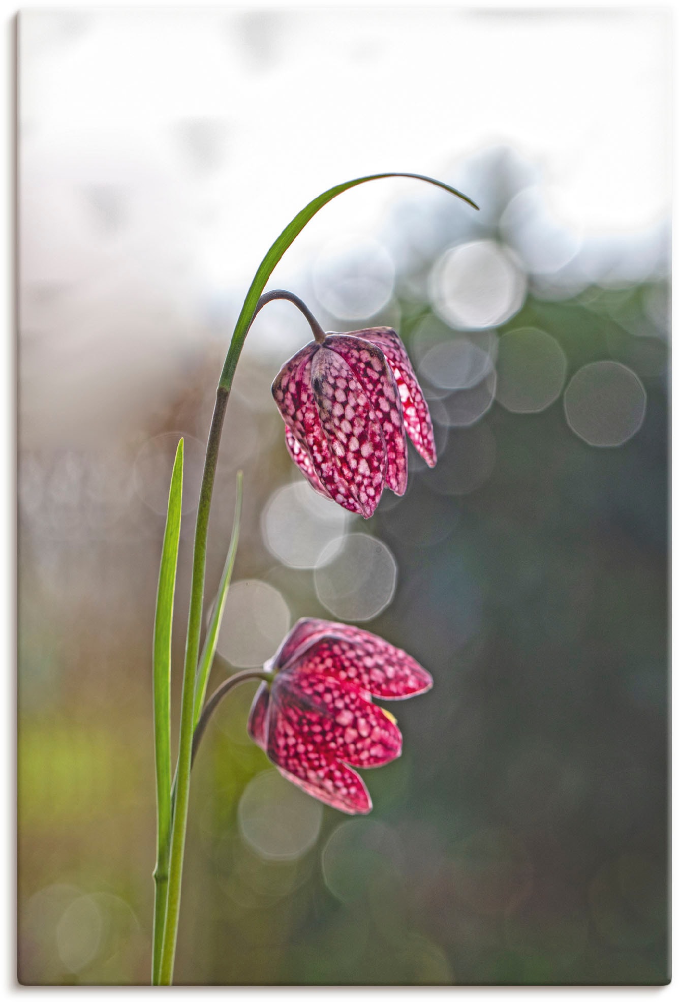 Artland Leinwandbild "Schachbrettblume", Blumenbilder, (1 St.), auf Keilrahmen gespannt