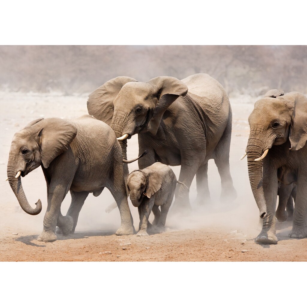 Papermoon Fototapete »Elephan Herd«
