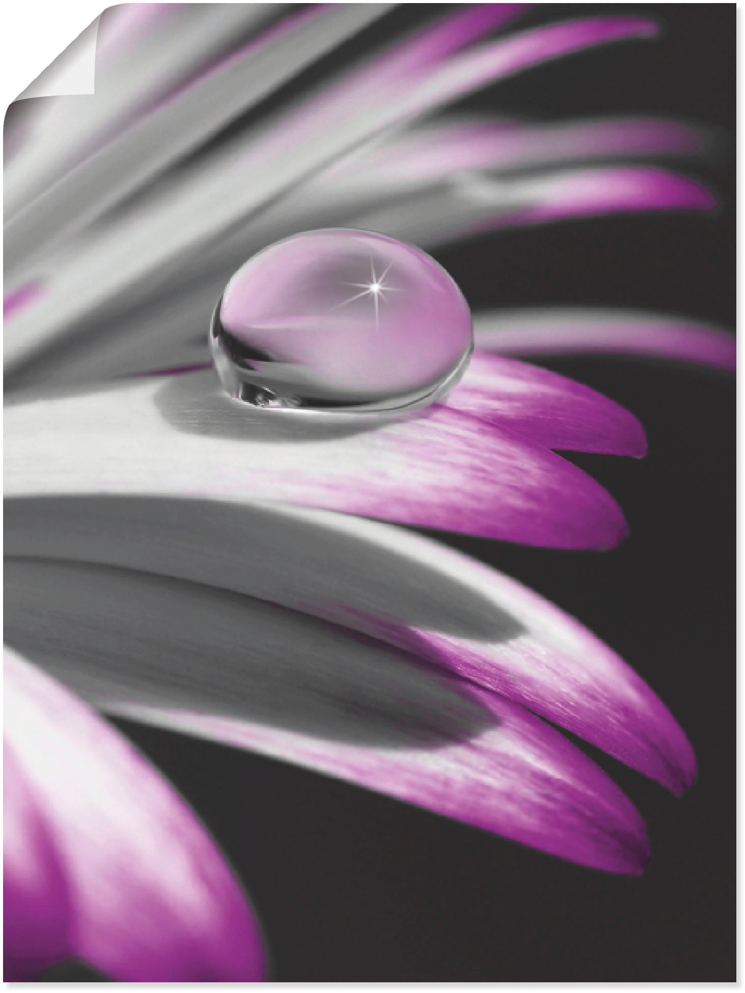 Artland Poster "Tropfen" Blumen 1 Stk. tlg. ohne Rahmen