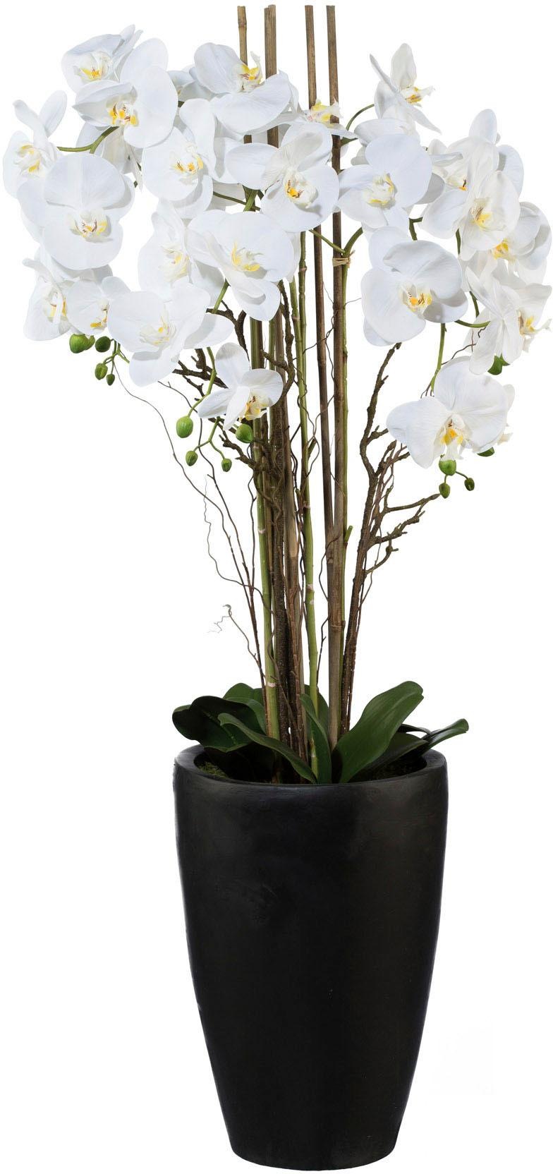 Creativ green Kunstpflanze »Phalaenopsis«, (1 St.) kaufen