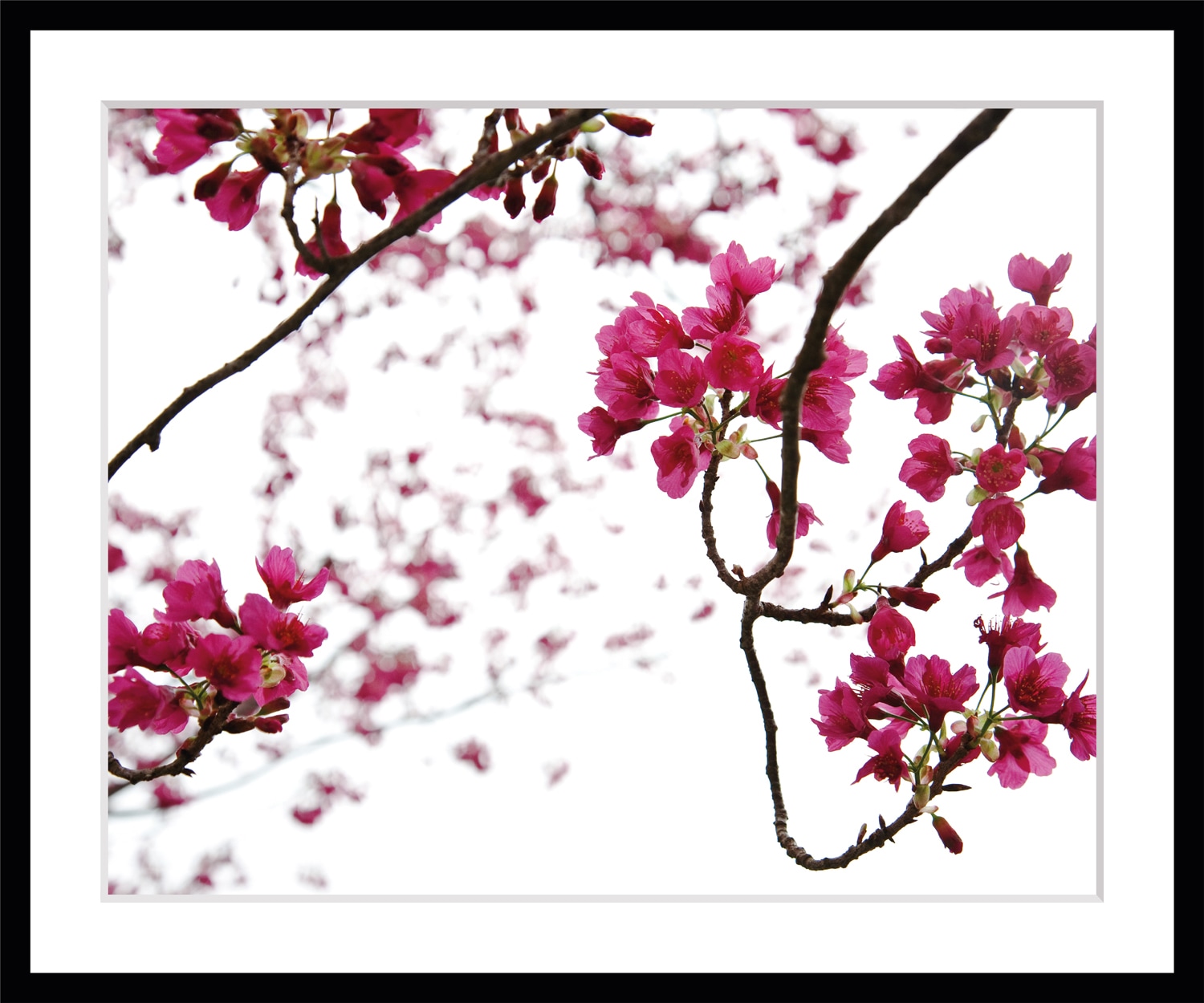 queence Paveikslas »Roxanne« Blumen Rosen gera...