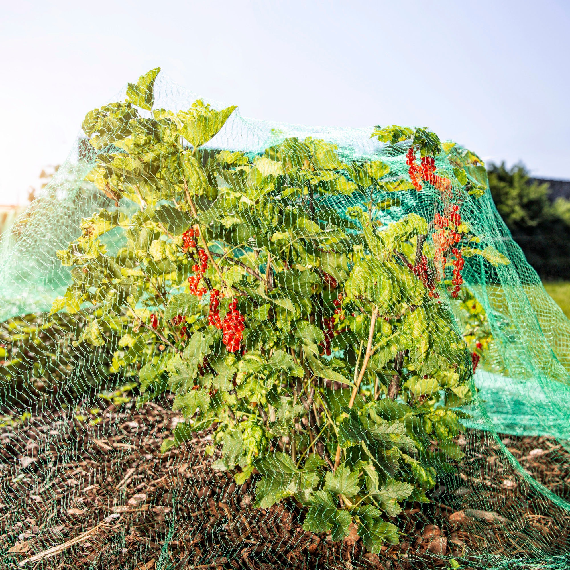 Windhager Schutznetz »für Obstbäume und Sträucher, Vogelschutz-Netz Rational« Maschenweite 15 mm, erhältlich in unterschiedlichen Größen