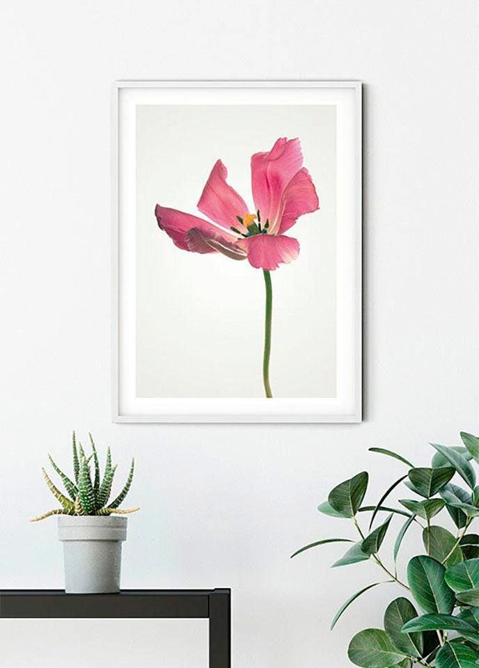 Komar Bild »Tulip« Blumen 1 Stk. tlg. Wandbild zur Dekoration - ohne Rahmen
