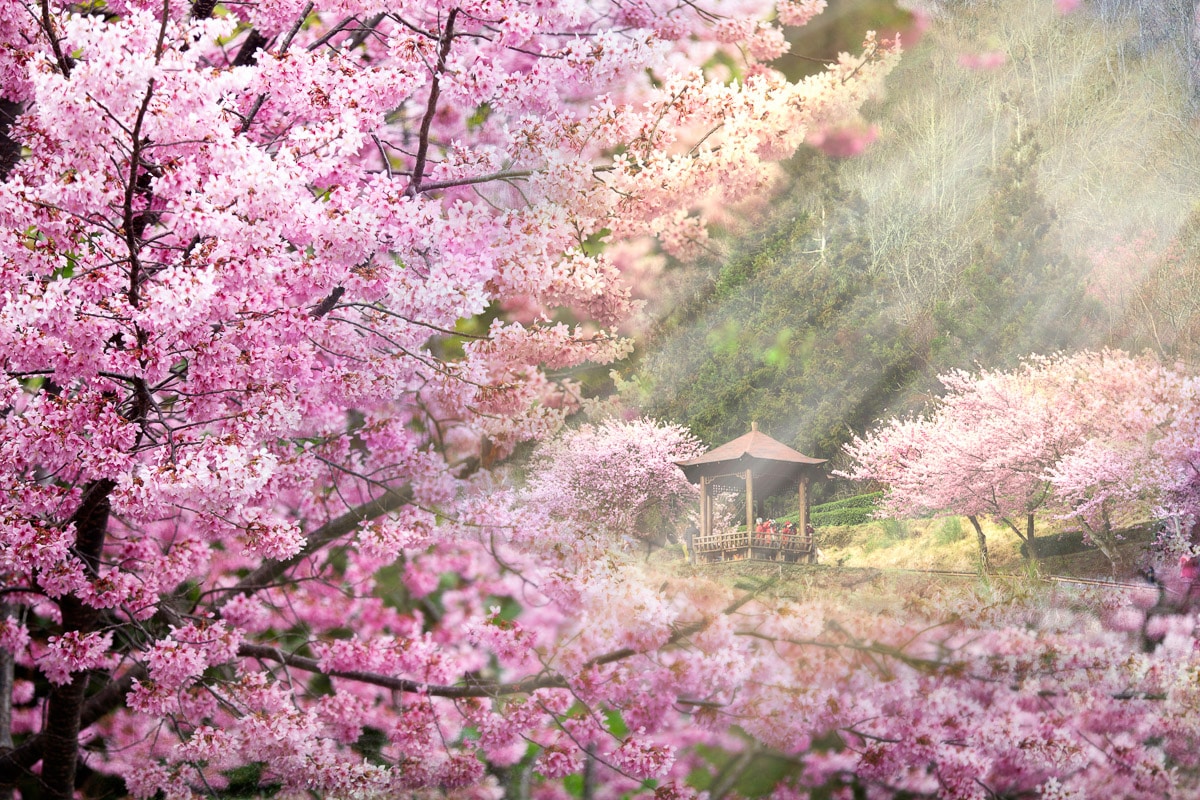 Papermoon Fototapete "Kirschblüten Bäume" günstig online kaufen