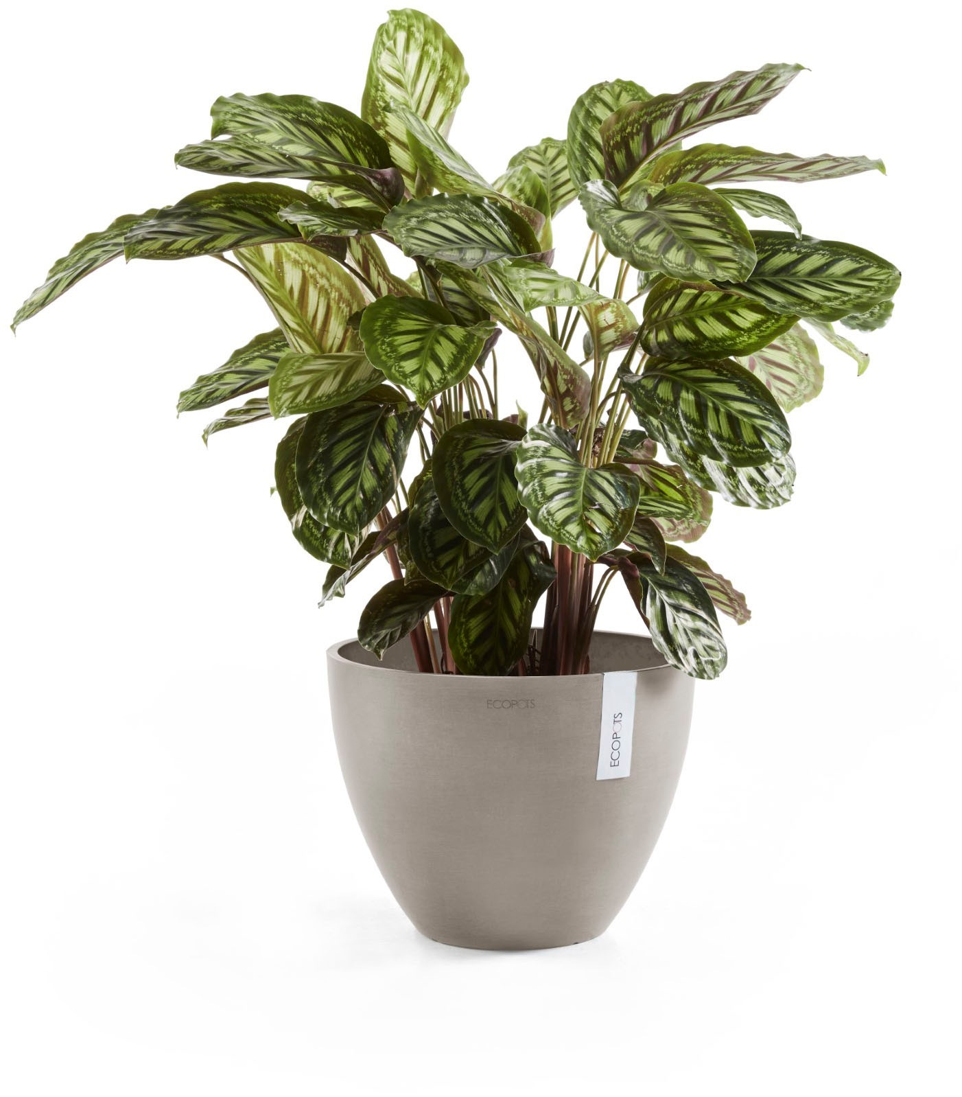 ECOPOTS Blumentopf »ANTWERP Taupe« BxTxH: 50x50x37,5 cm