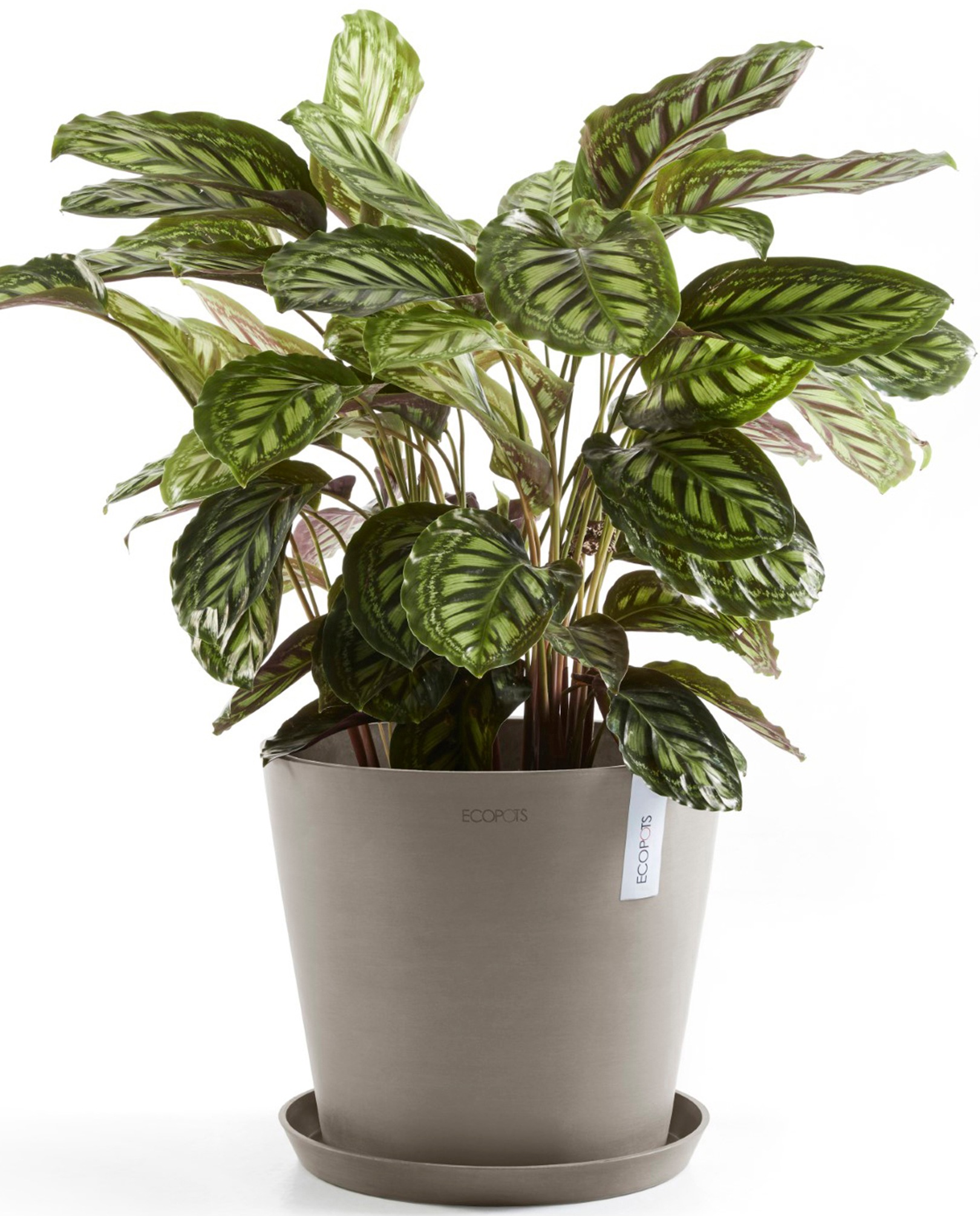 ECOPOTS Blumentopf »Amsterdam 40 + Wassersystem Taupe«, für innen und außen: frostsicher, bruchsicher und lichtbeständig