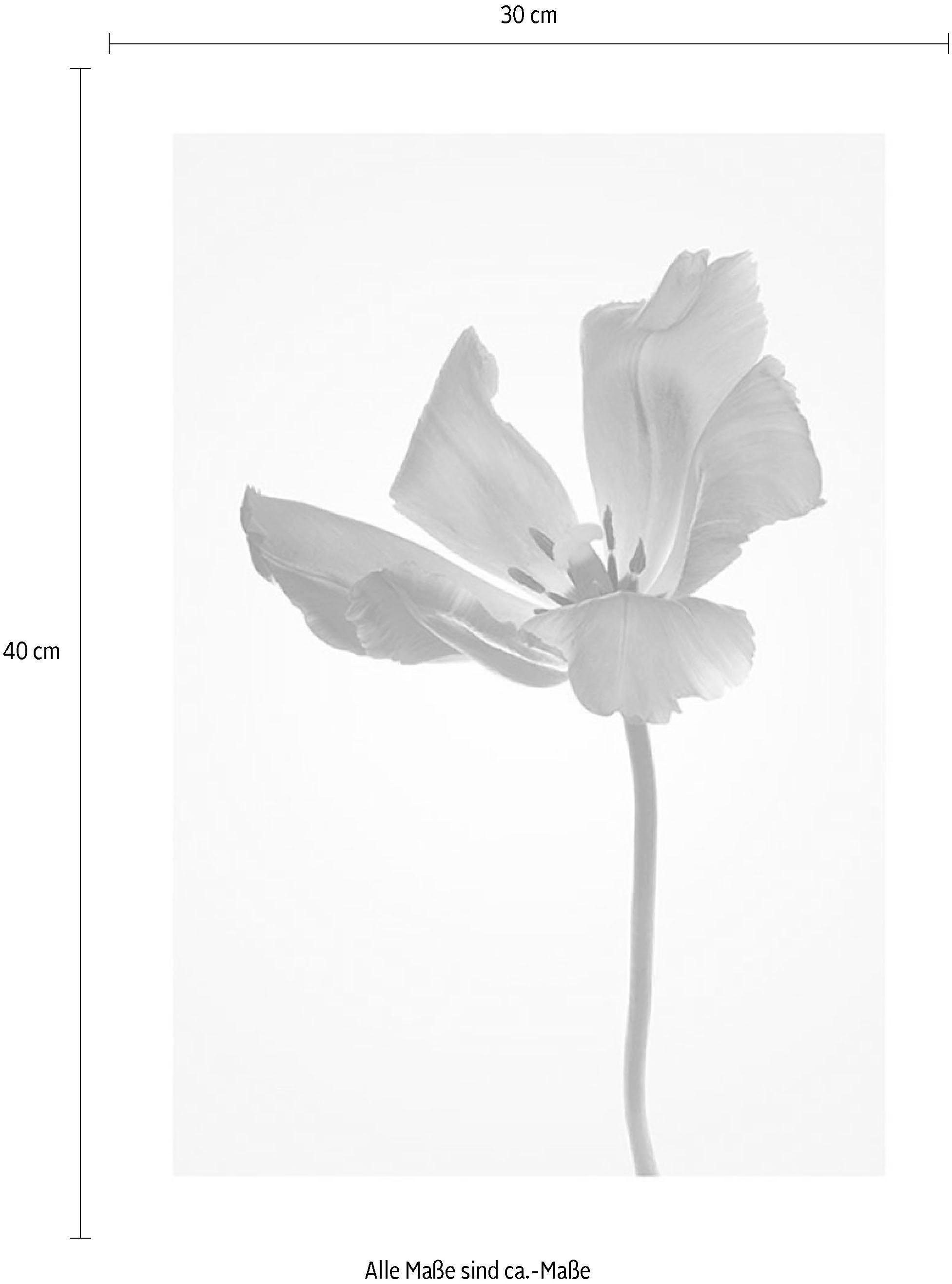 Komar Bild »Tulip« Blumen 1 Stk. tlg. Wandbild zur Dekoration - ohne Rahmen