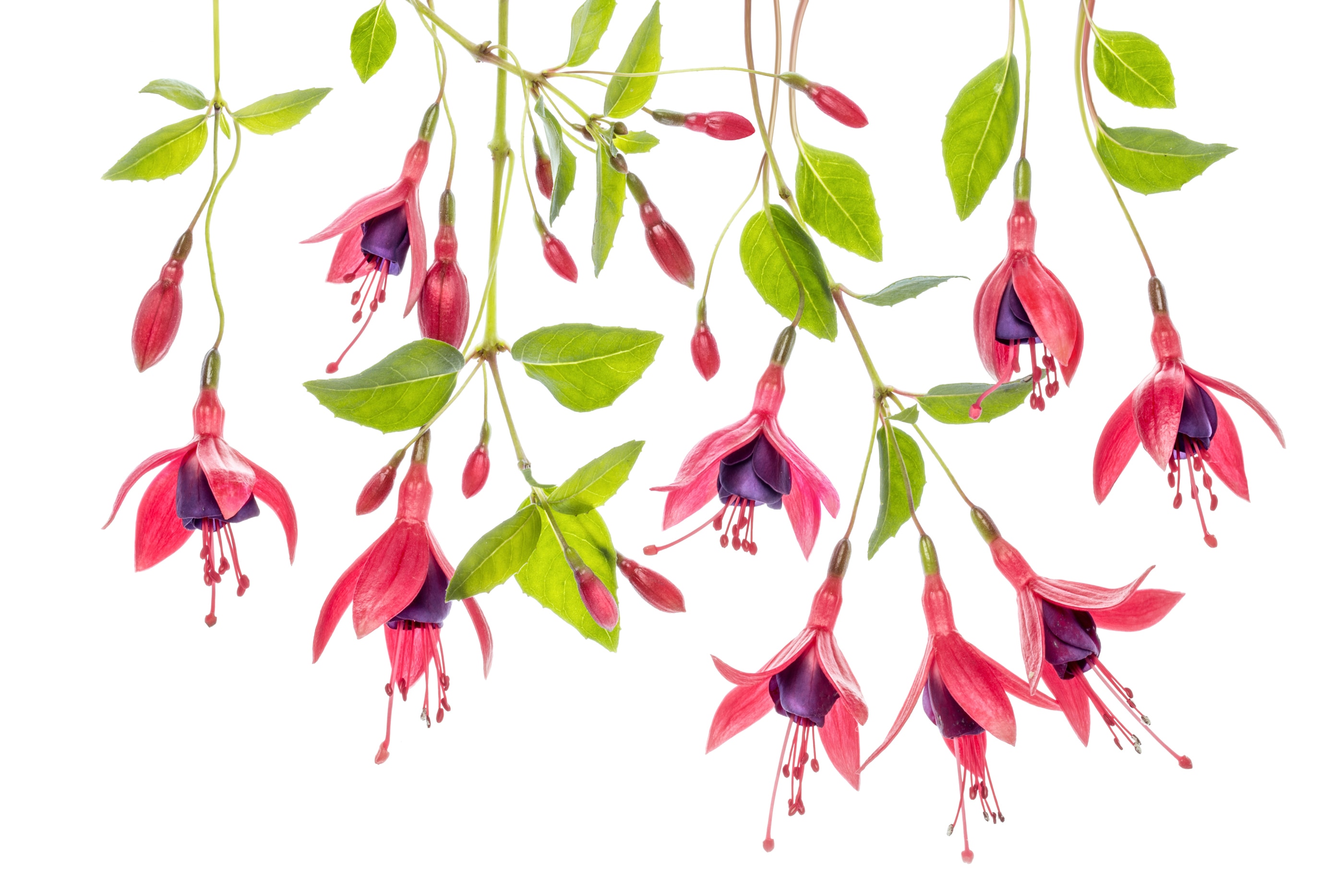 Papermoon Fototapete "Photo-Art MANDY DISHER, FUCHSIE"