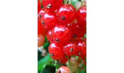 BCM Obstpflanze »Säulenobst Johannisbeere 'Red Poll' rot«, (1 St.), Höhe: 50 cm, 1... kaufen