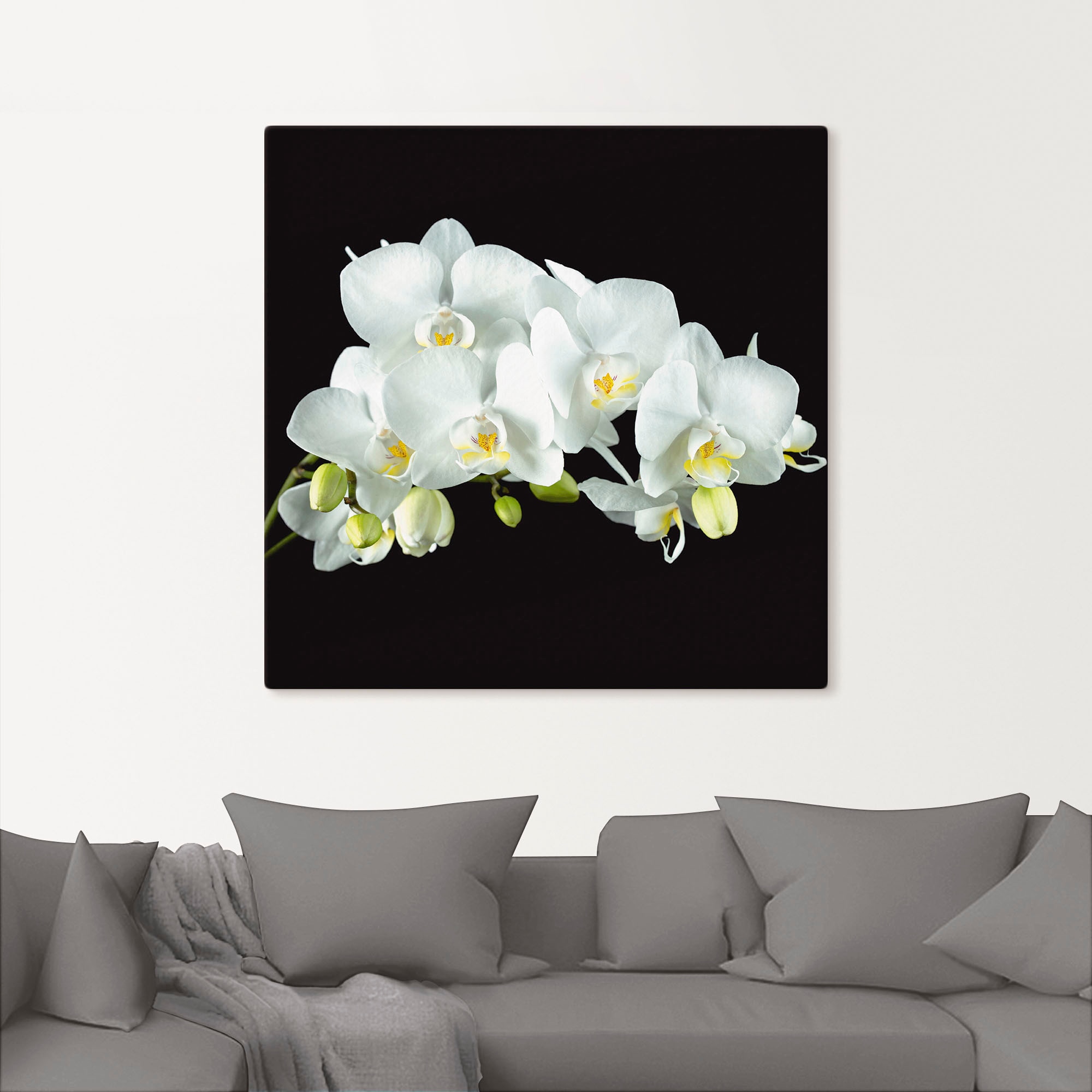 Artland Wandbild bestellen Poster versch. Hintergrund«, oder »Weiße Leinwandbild, in BAUR Alubild, | schwarzem (1 Größen Orchidee Wandaufkleber auf Blumen, St.), als