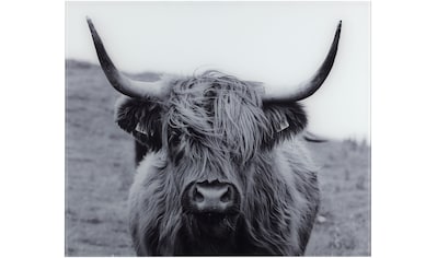 Reinders! Wandbild »Wandbild Highlander Bulle Tiermotiv - Nahaufnahme -  Hochlandrind Bild«, Kuh, (1 St.) kaufen | BAUR