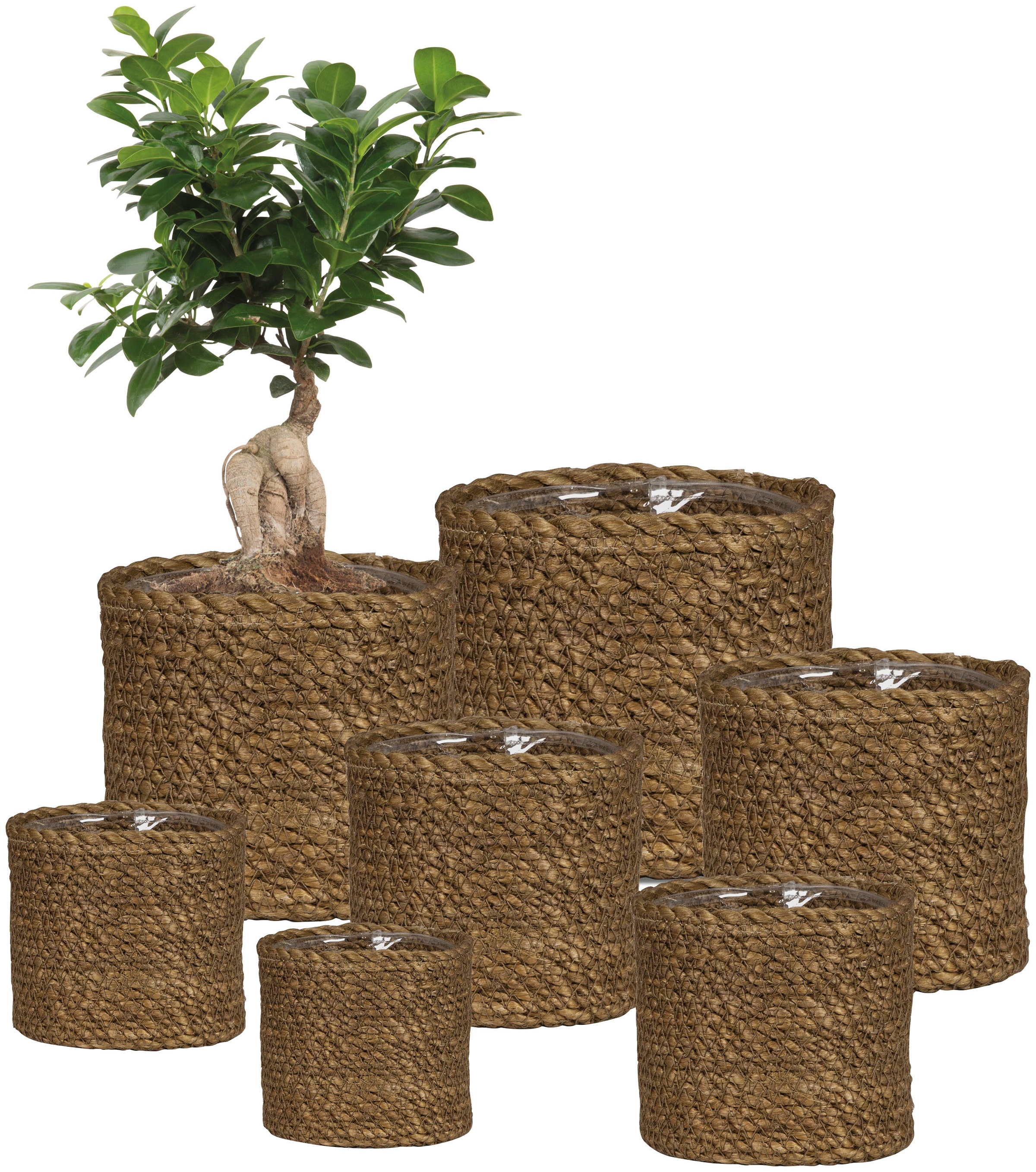 Scheurich Blumentopf »brown 22/508«