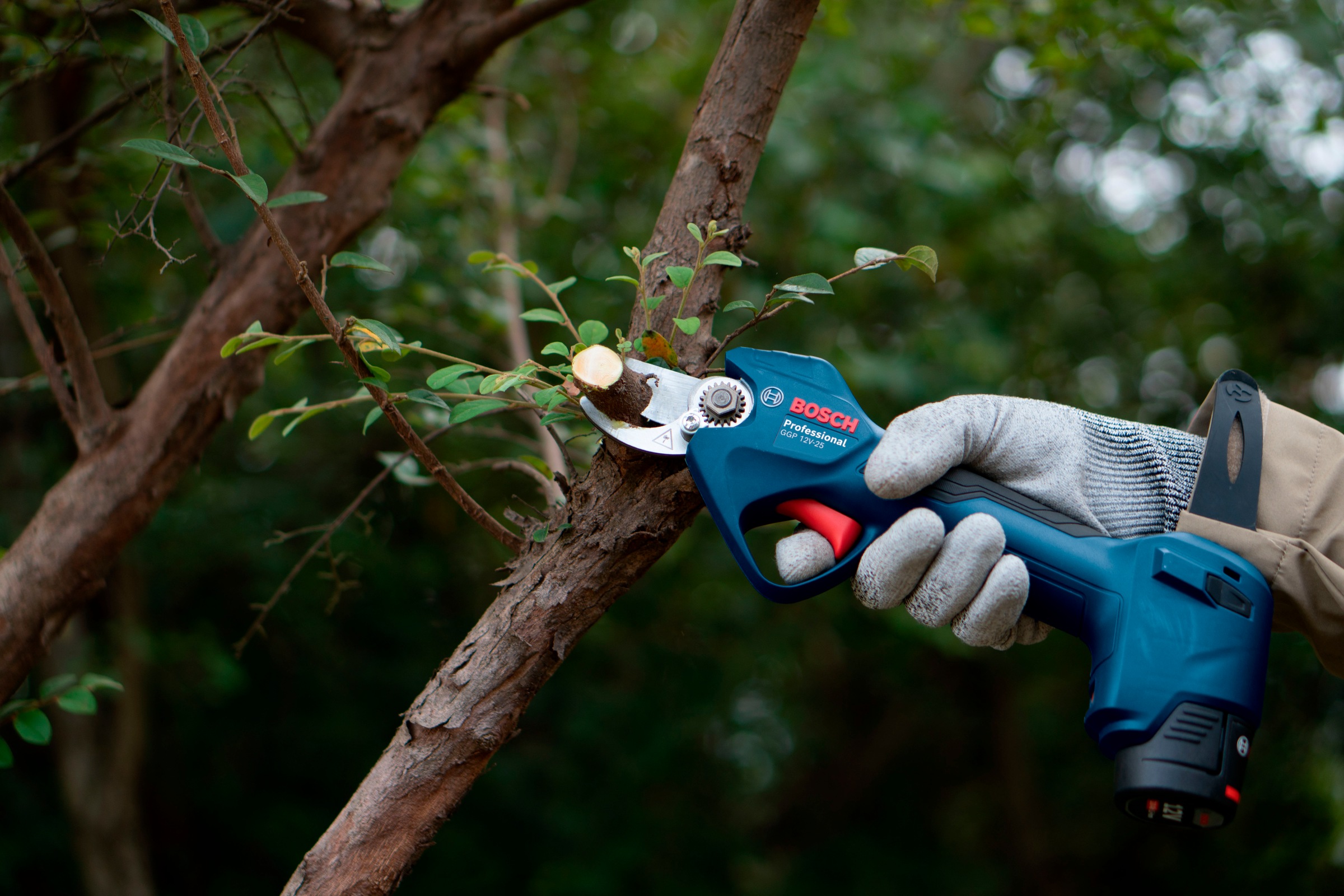 Bosch Professional Akku-Astschere ""GGP 12V-25" Complete Kit" (BxLxH: 14x34 günstig online kaufen