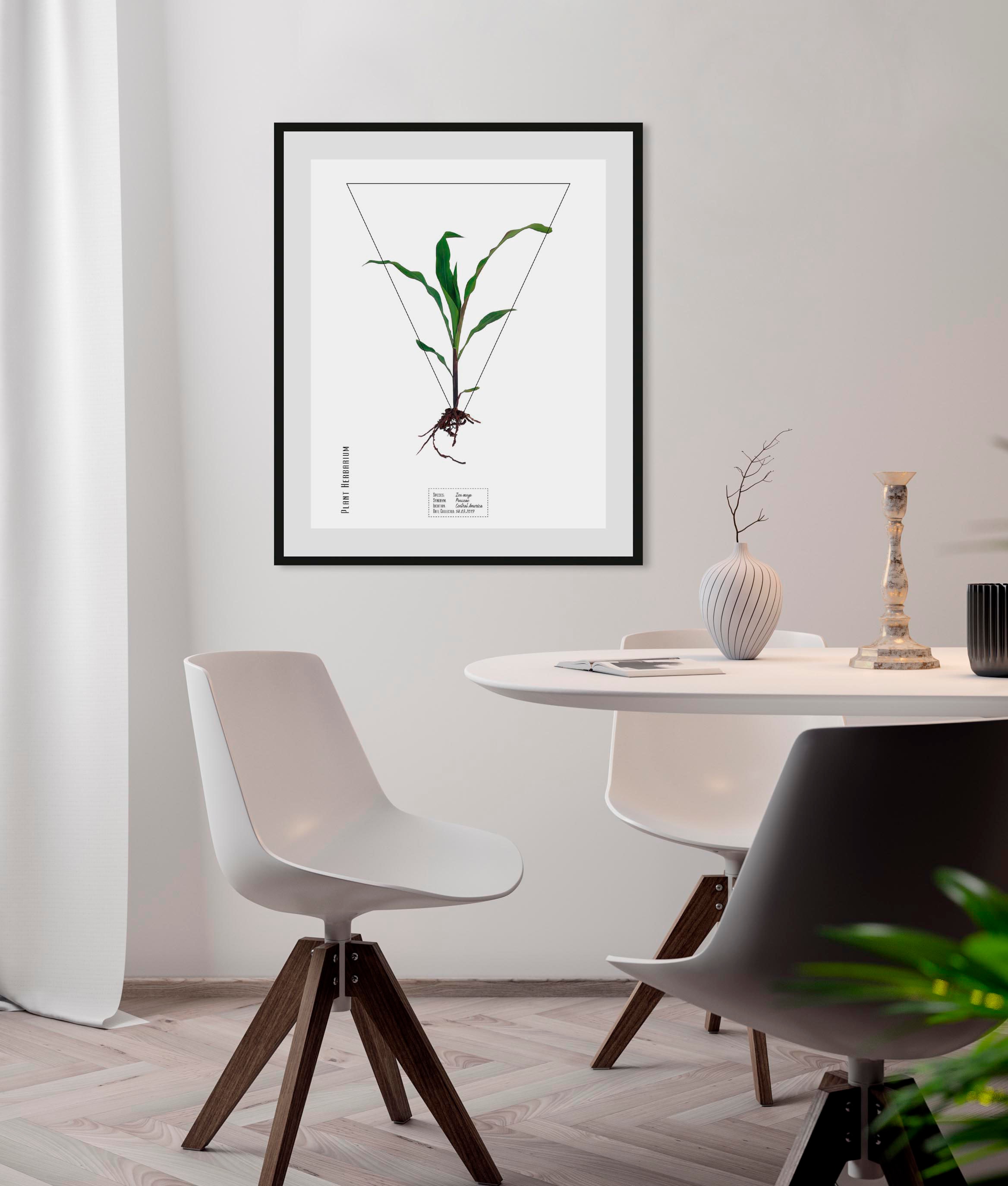 queence Paveikslas »Zea mays« (1 St.)
