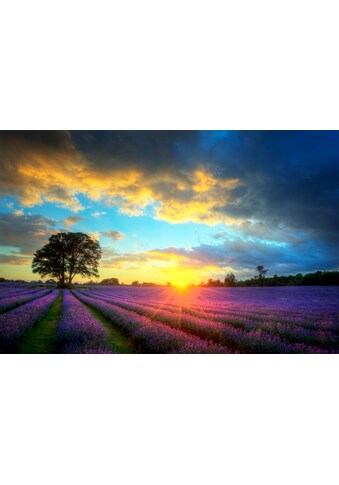 Papermoon Fototapetas »Lavender Fields«
