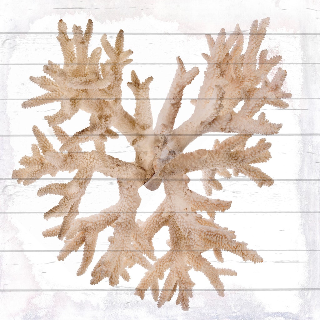 queence Holzbild »Weiße Koralle«