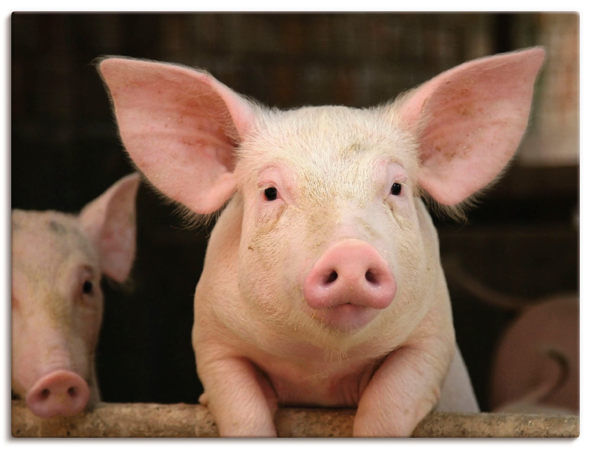 Artland Leinwandbild "Vorwitziges Schwein" Haustiere 1 Stk. tlg. auf Holzrahmen gespannt