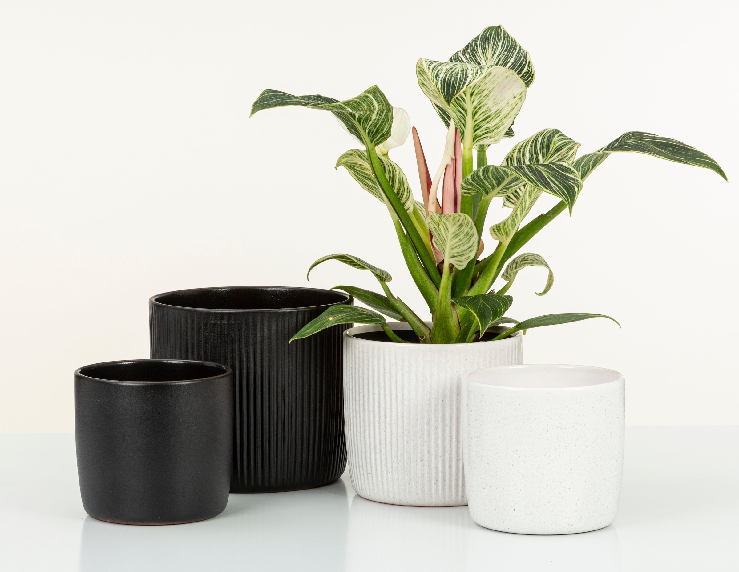 Scheurich Blumentopf »909/24 ebano«