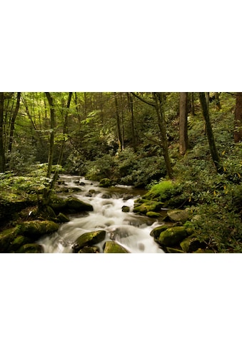 Fototapete »BACH IM WALD-BÄUME FLUSS SEE STEINE BLUMEN BERGE SONNE«