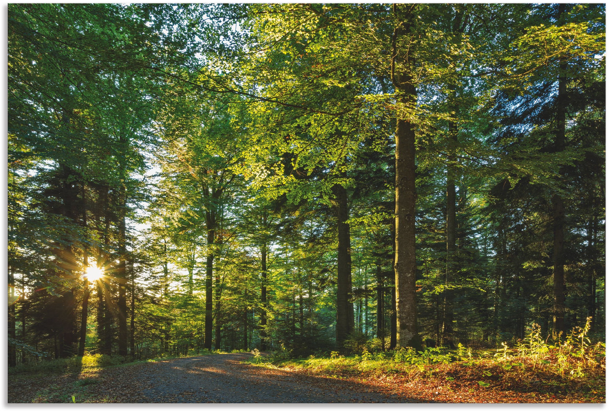 Artland Wandbild "Waldweg im Romantischen Schwarzwald", Waldbilder, (1 St.), als Alubild, Outdoorbild, Leinwandbild, Wan