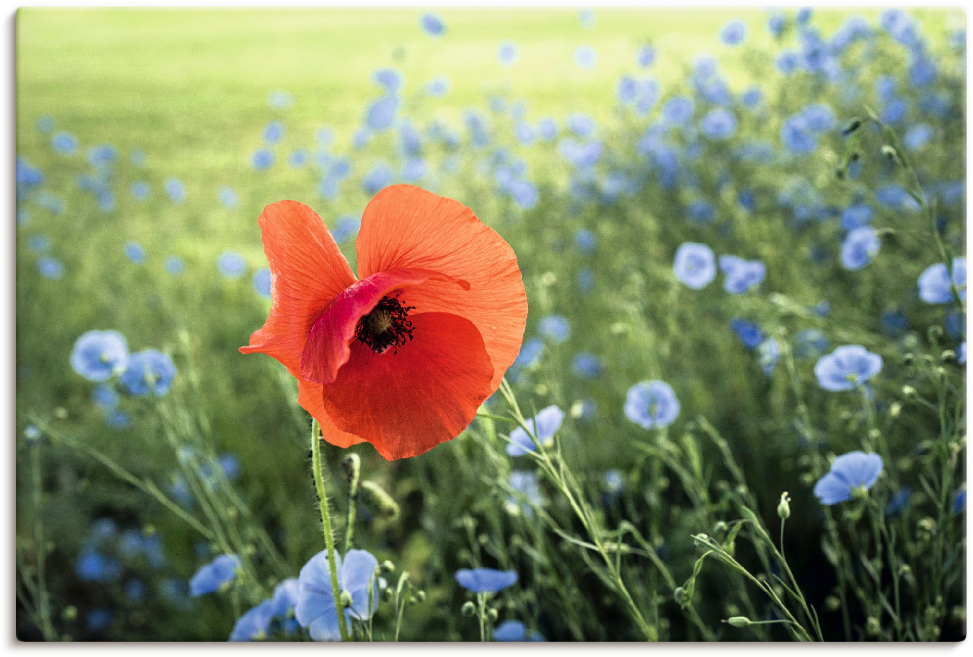 Artland Leinwandbild "Mohnblüte III", Blumenbilder, (1 St.), auf Keilrahmen gespannt