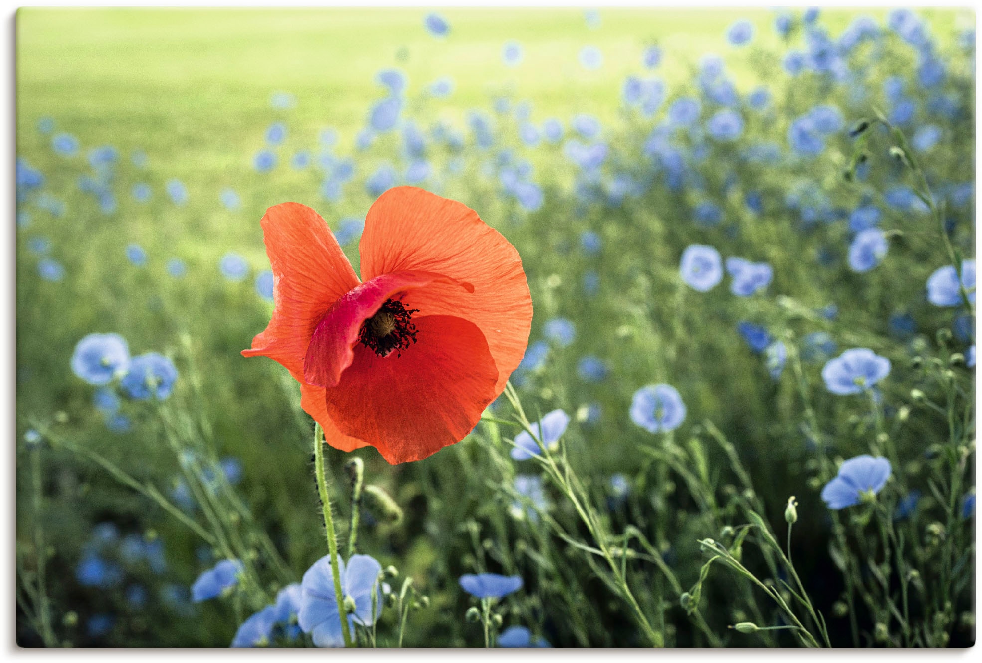 Artland Leinwandbild "Mohnblüte III" Blumenbilder 1 Stk. tlg. auf Keilrahme günstig online kaufen