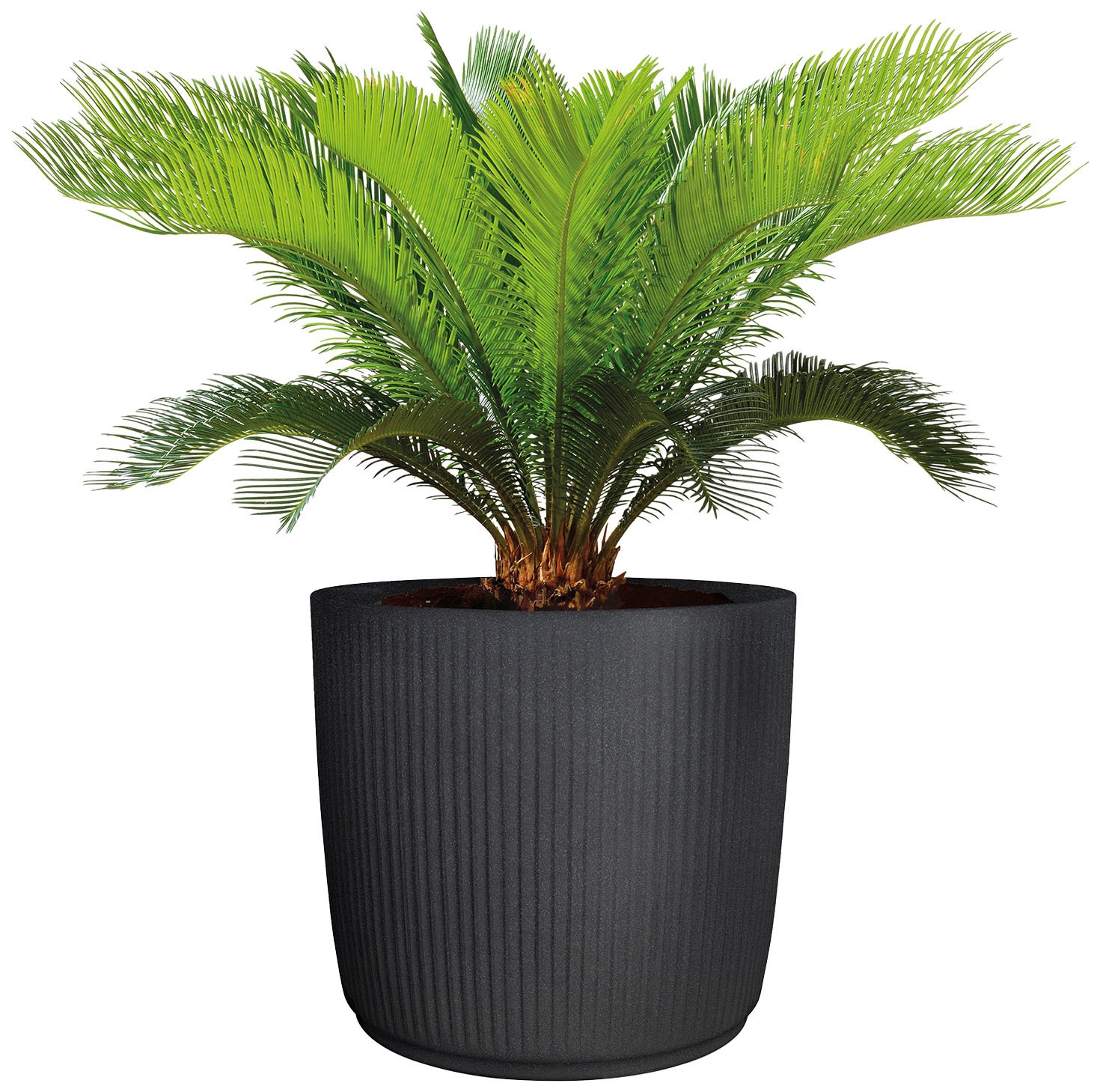 Scheurich Blumentopf »30/259 linetto«