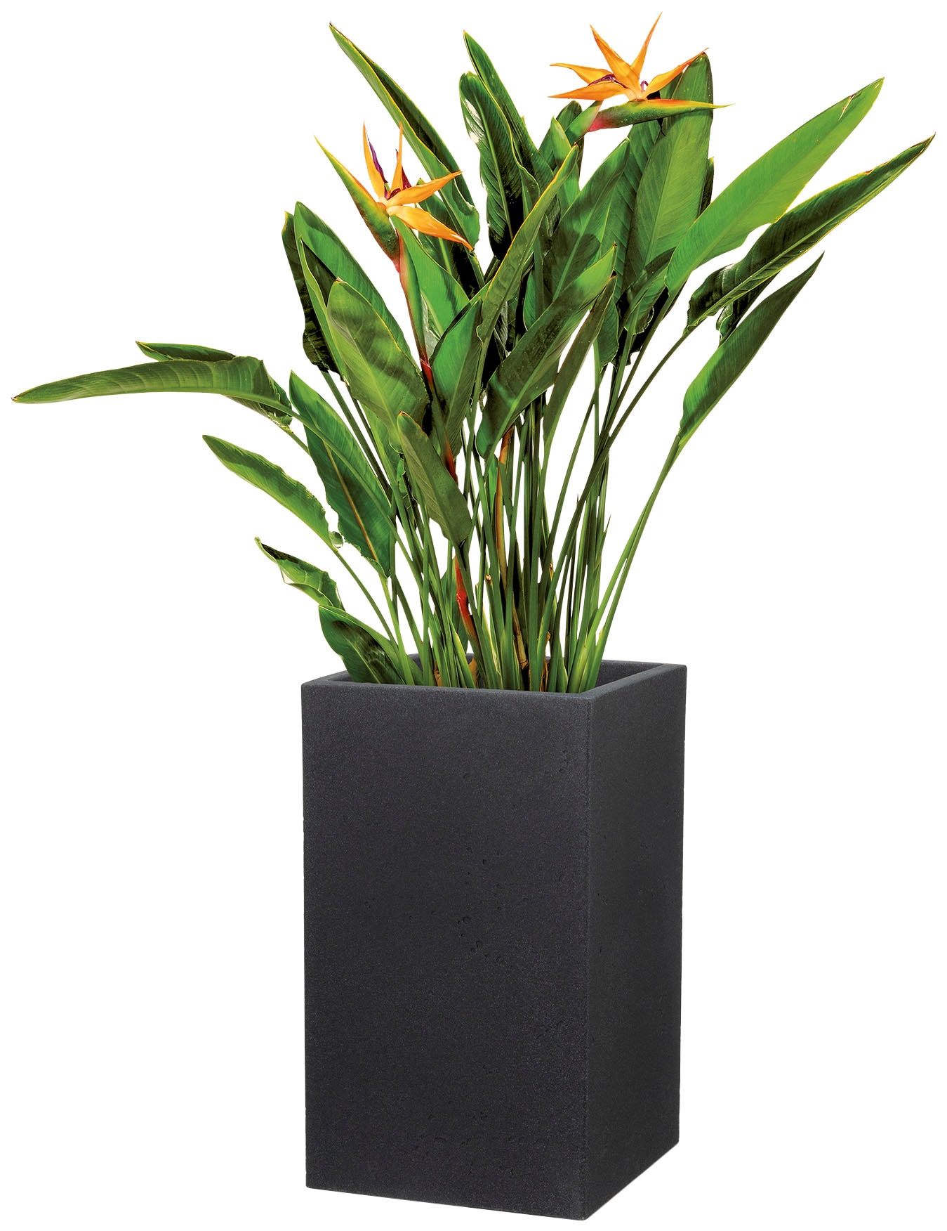 Friday BAUR | Scheurich Blumentopf »70/240 C-CUBE HIGH« Black