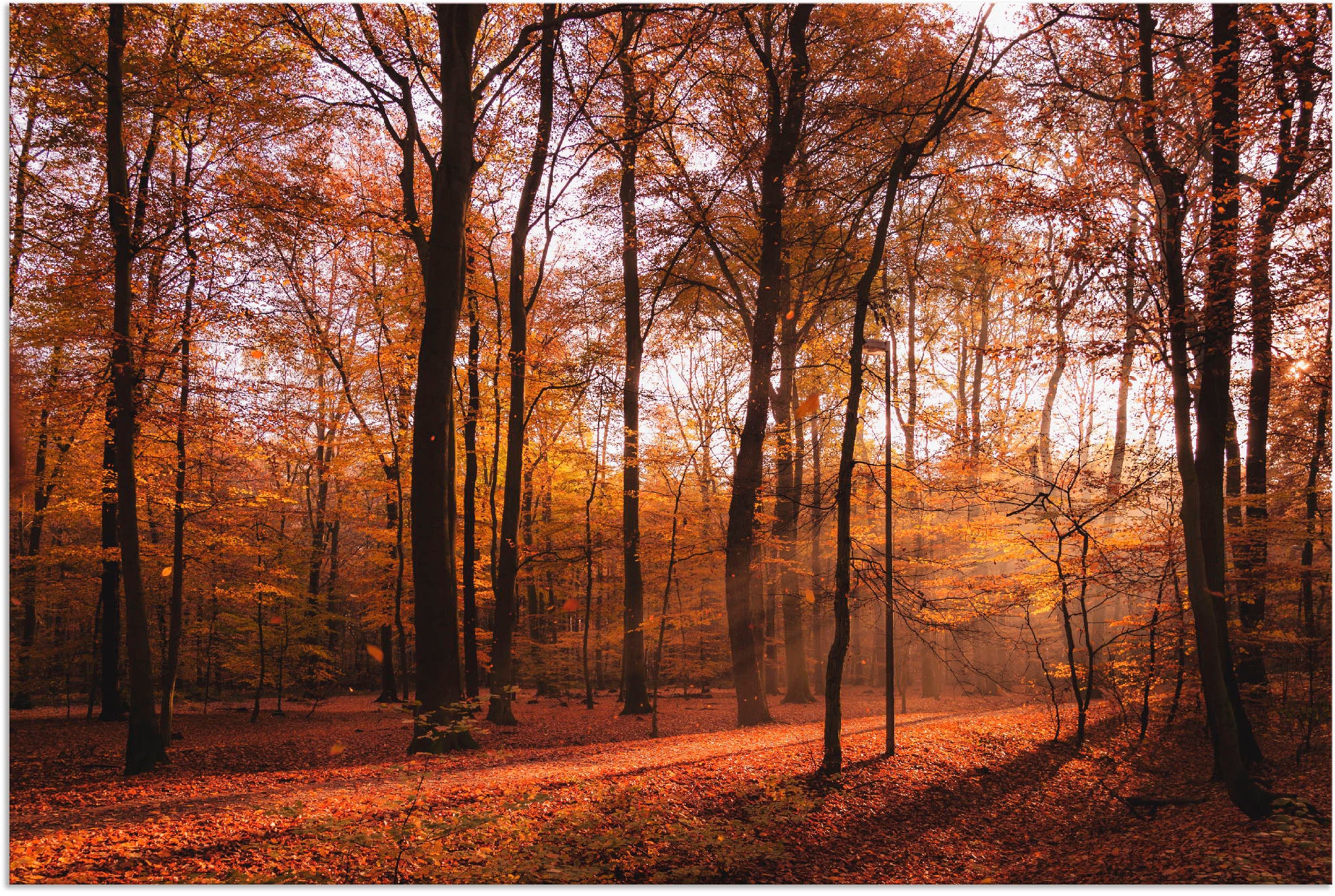 Artland Wandbild "Sonnenaufgang im Herbst II", Wald, (1 St.), als Alubild, Outdoorbild, Leinwandbild, Poster, Wandaufkle
