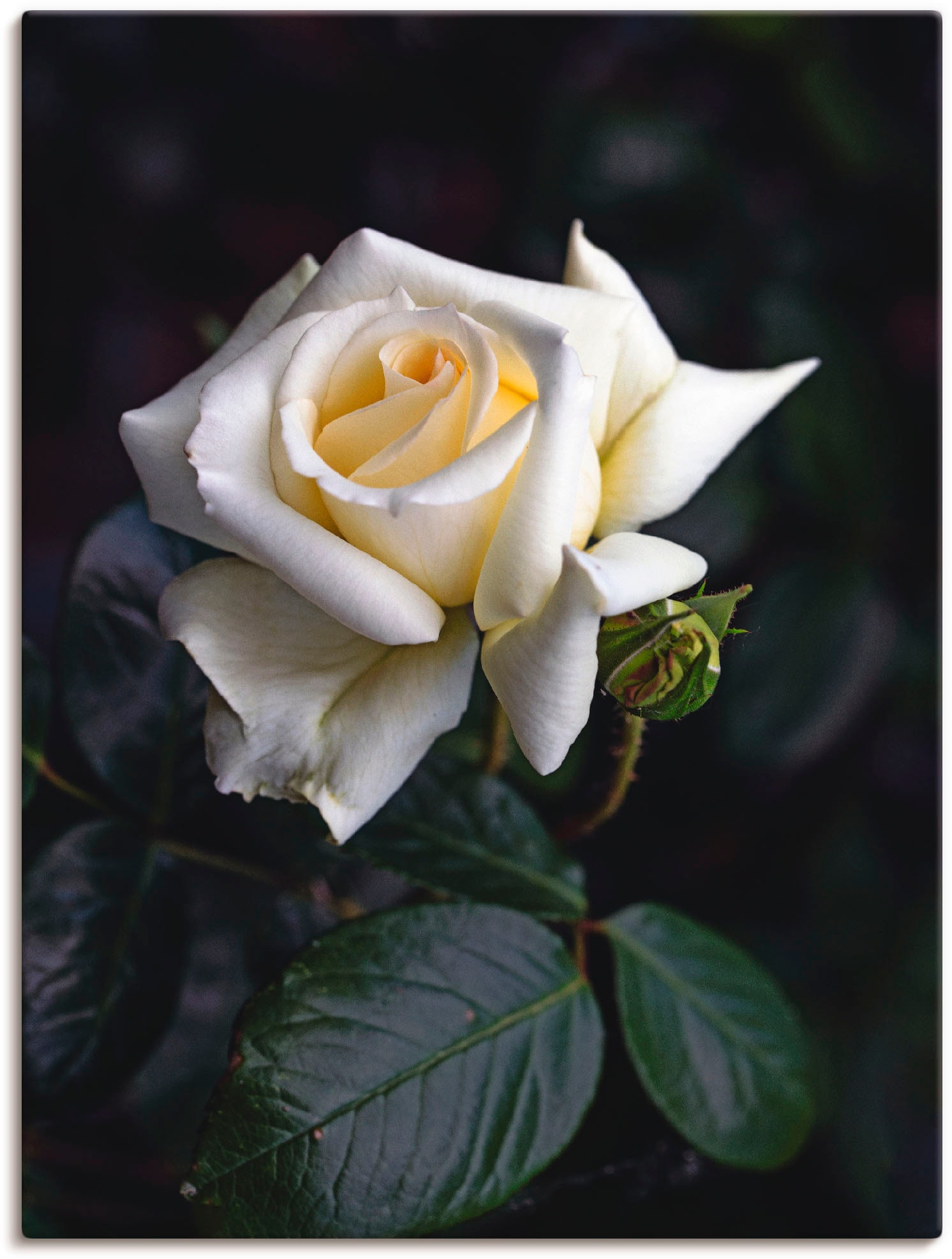 Artland Wandbild "Weiß-gelbe Rose", Blumen, (1 St.), als Leinwandbild, Poster in verschied. Größen