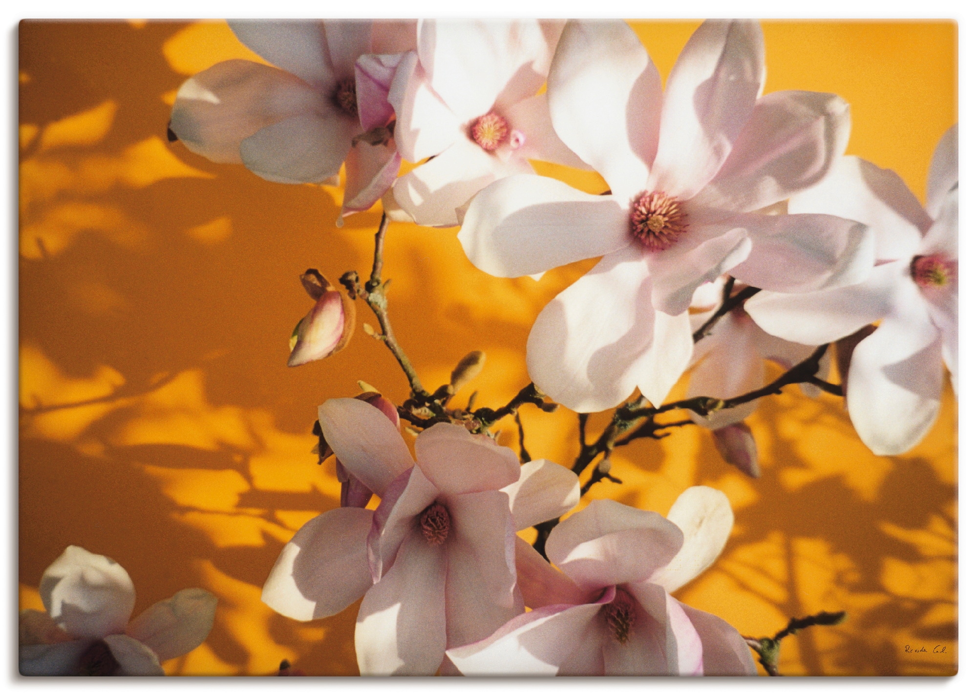 »Fotokollage oder | Wandaufkleber Artland Größen BAUR als Magnolie«, Poster Alubild, bestellen (1 in versch. Leinwandbild, St.), Wandbild Blumen,