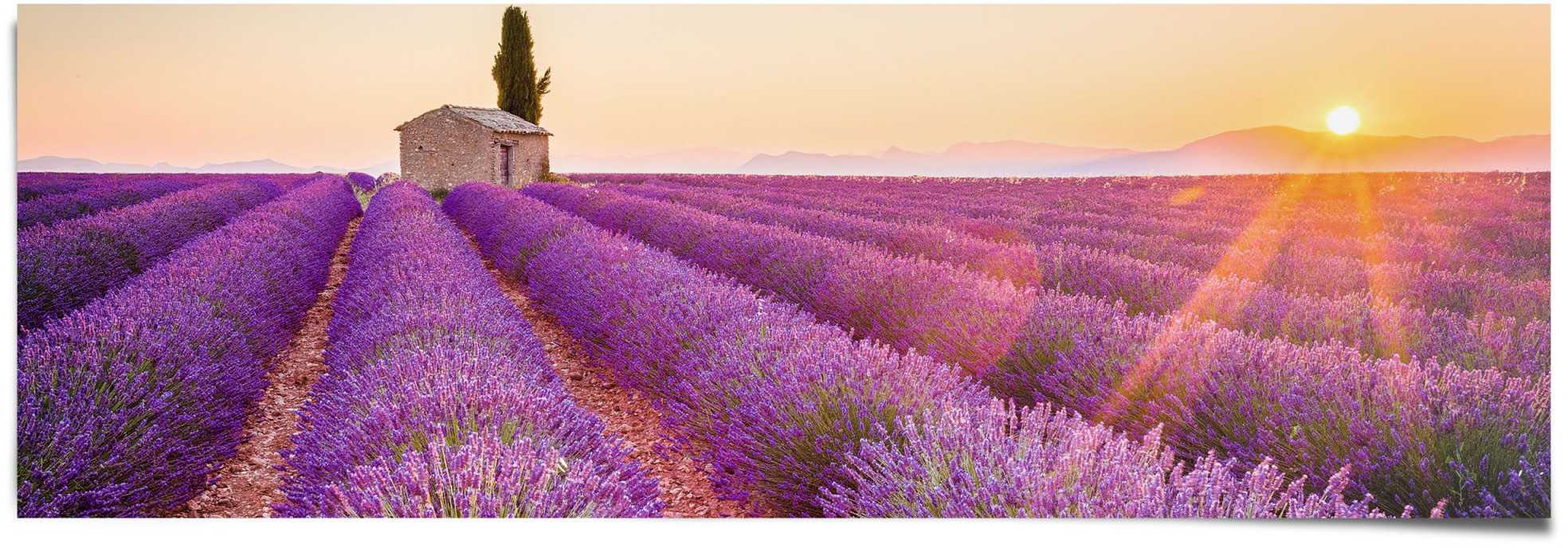 Reinders Poster "Lavendel Horizont" 1 Stk. tlg. günstig online kaufen