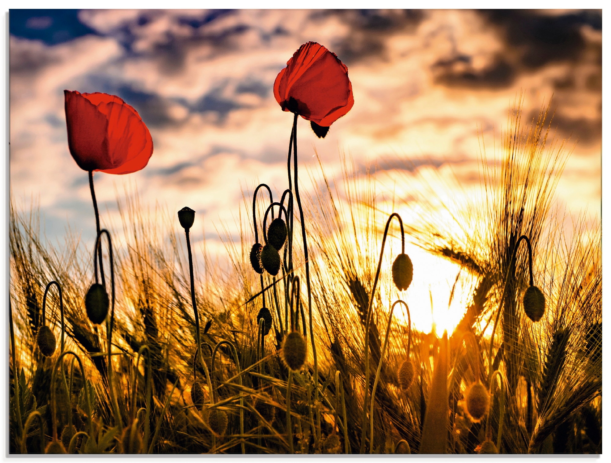 Artland Glasbild »Mohnblumen im Sonnenuntergang«, Blumen, (1 St.), in verschiedenen Größen