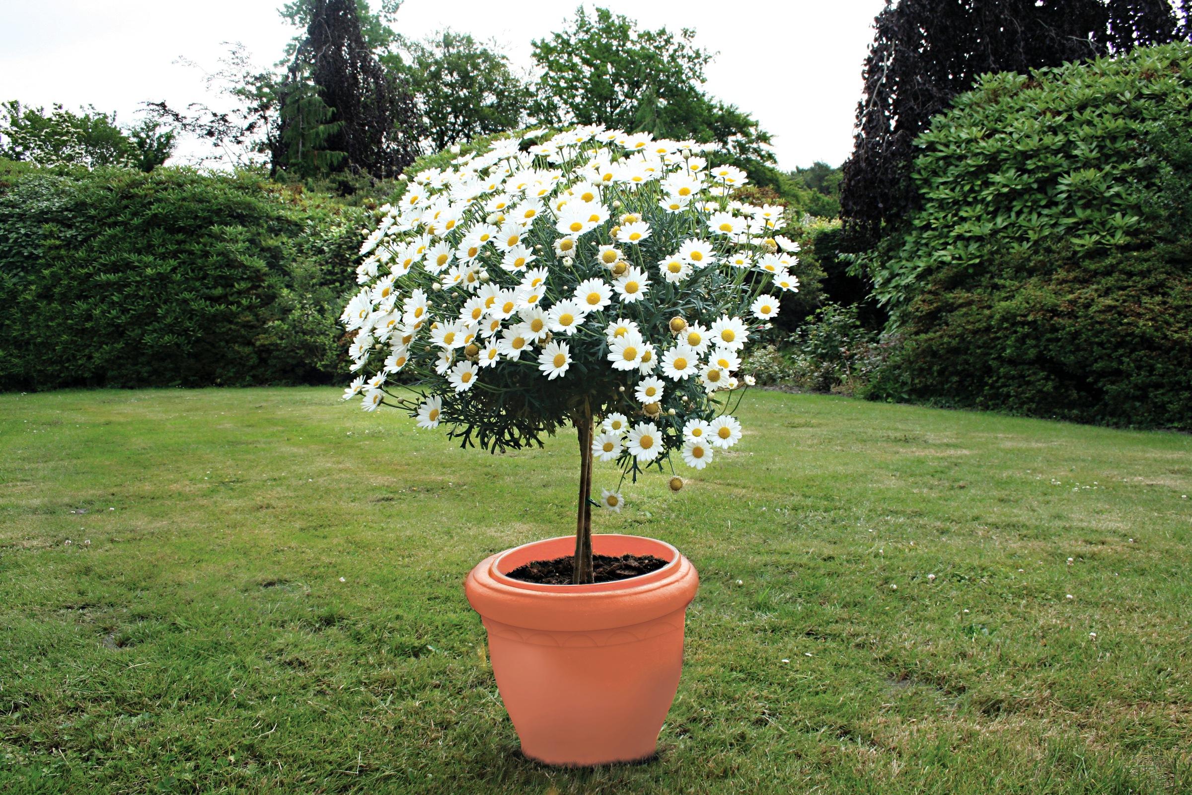BCM Staude »Margerite Chrysantheme als Mini-Stamm«, (1 St.), Höhe: 30-40 cm, 1 Pflanze kaufen