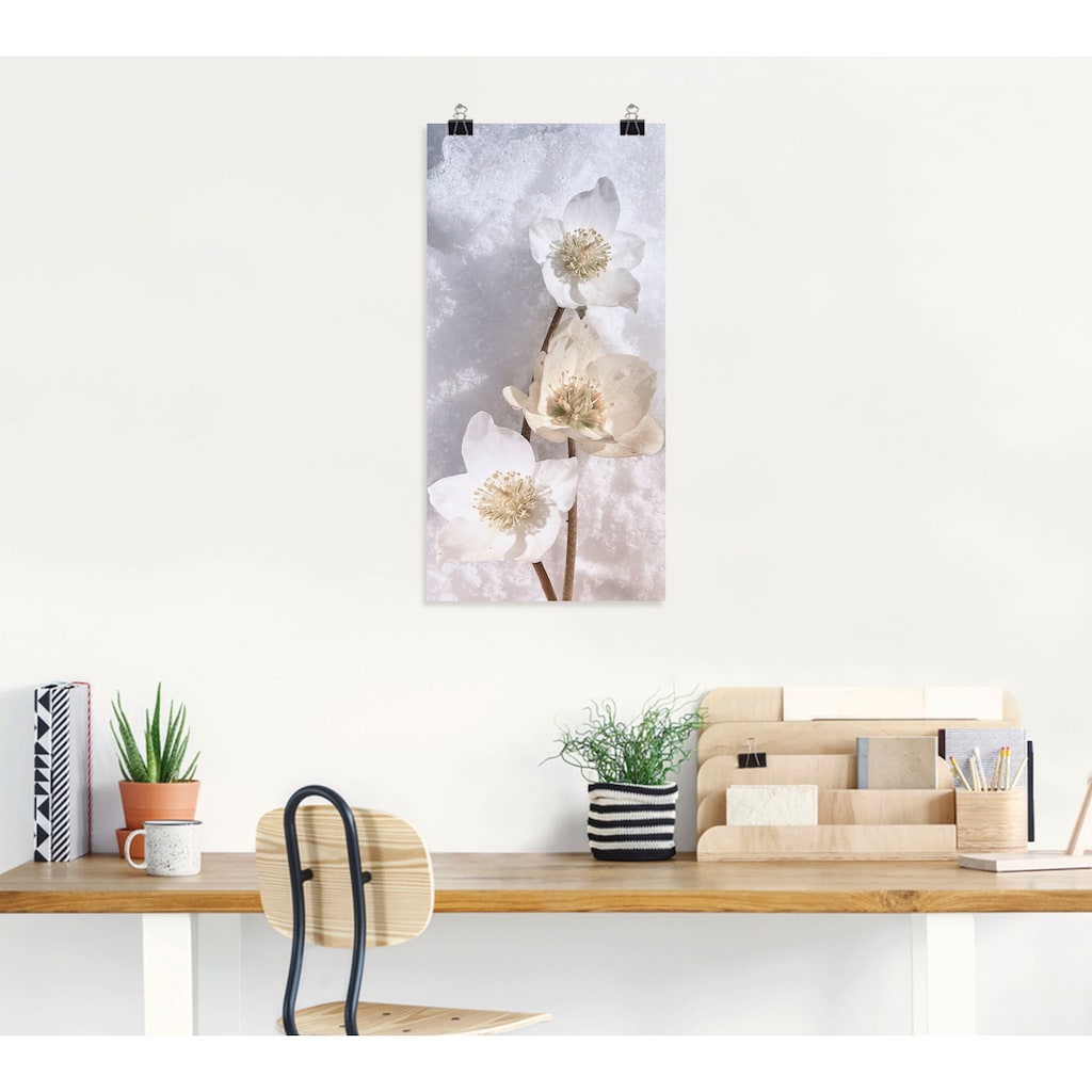 Artland Wandbild »Christrose im Schnee«, Blumen, (1 St.)