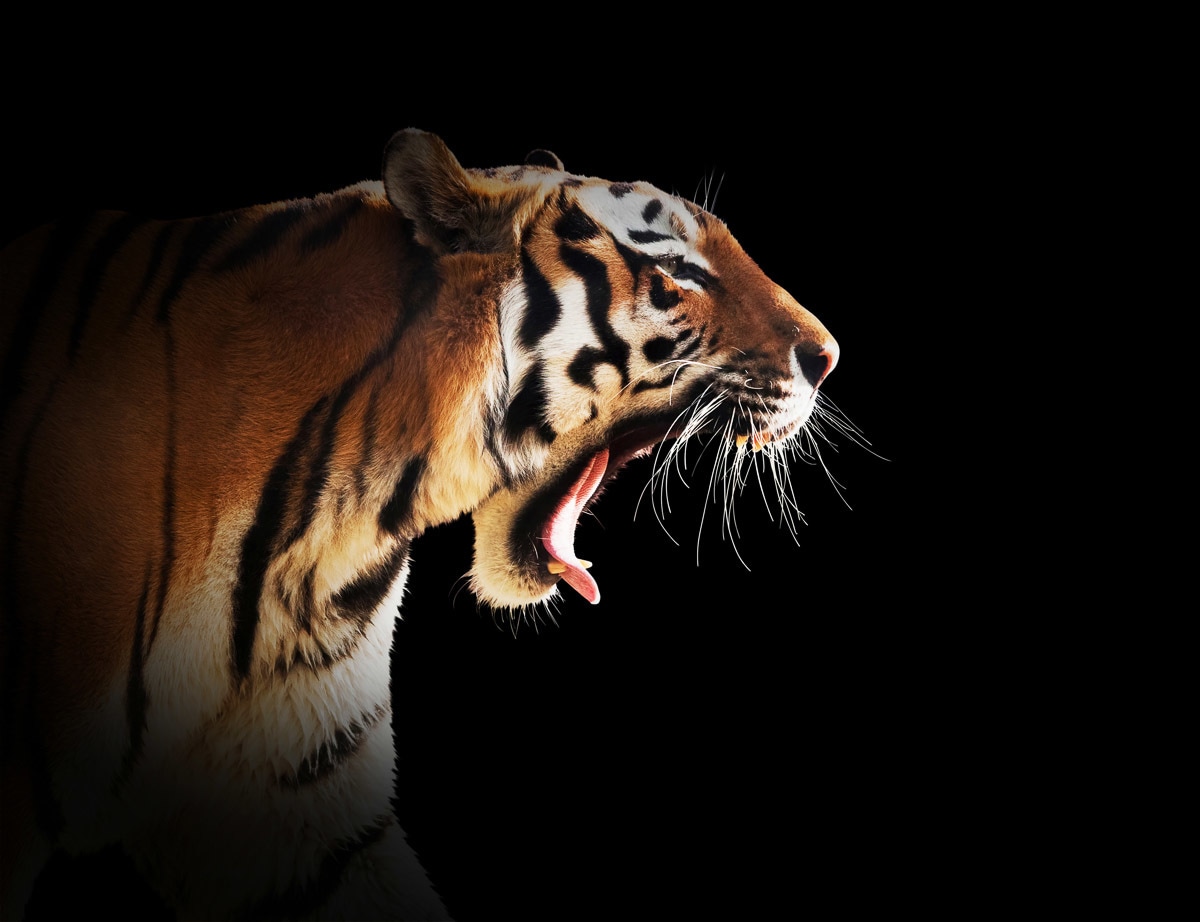 Fototapete »Brüllender Tiger«