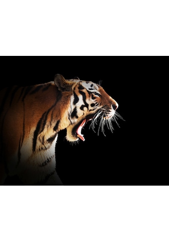 Papermoon Fototapetas »Brüllender Tiger«