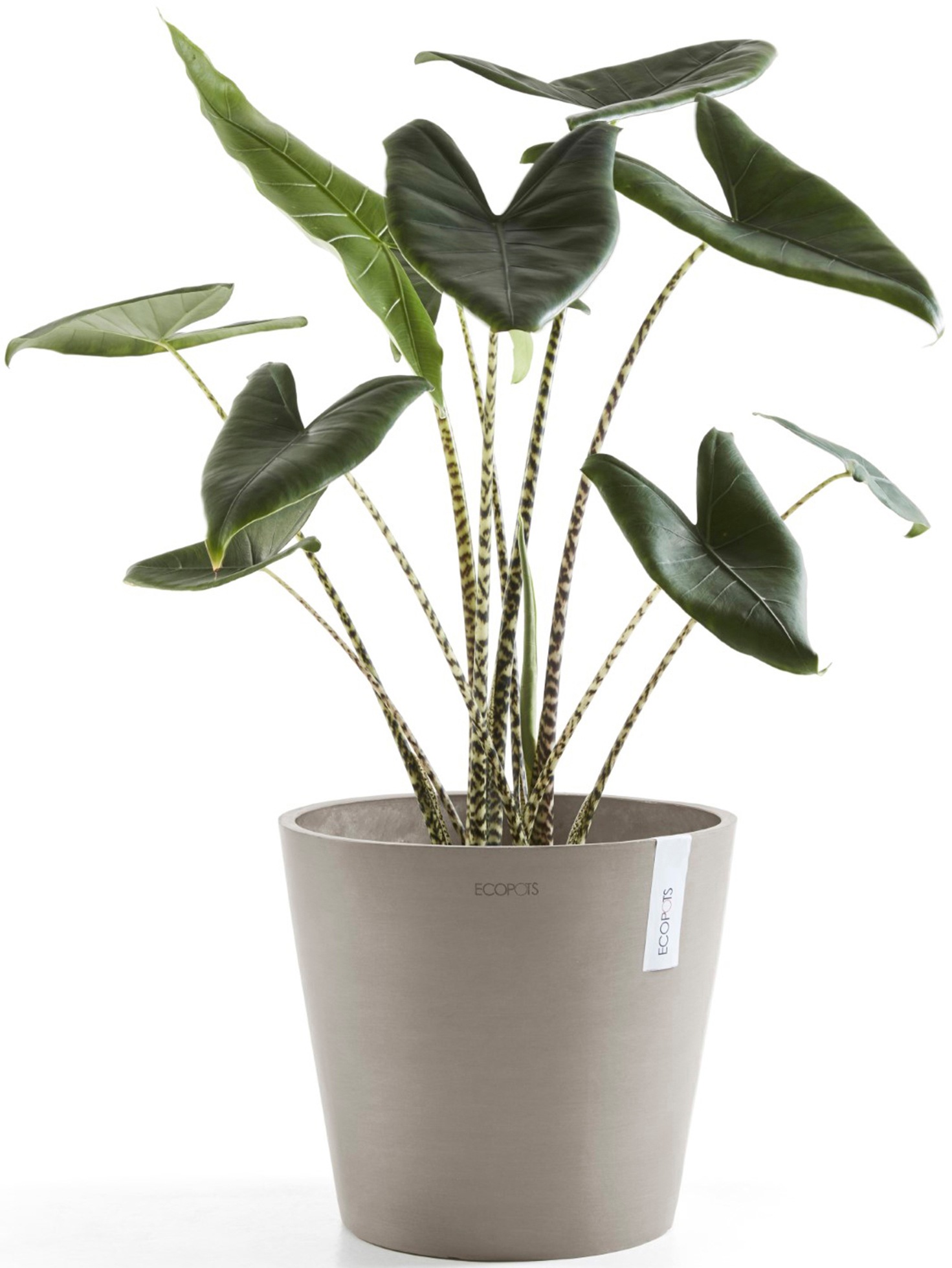 ECOPOTS Blumentopf »Amsterdam 40 + Wassersystem Taupe«, für innen und außen: frostsicher, bruchsicher und lichtbeständig