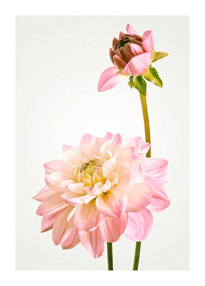 Komar Bild "Dahlia" Blumen 1 Stk. tlg. Wandbild zur Dekoration - ohne Rahmen