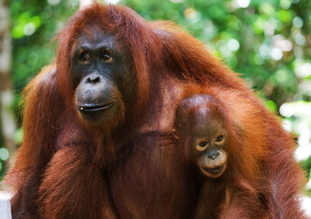 Papermoon Fototapete "Orang-Utan mit Baby"