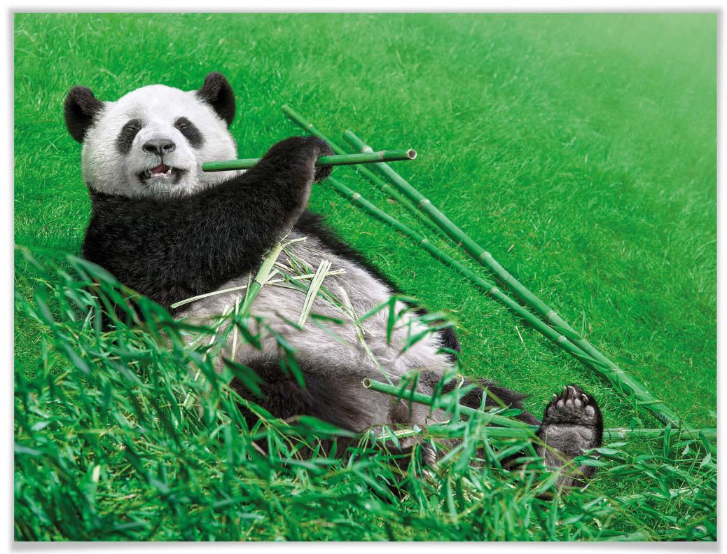 Fordern Sie den niedrigsten Preis heraus! Wall-Art Poster »Waldtiere Bambus Bild, Wandbild, bestellen Poster, Tiere, (1 BAUR | St.), Wandposter Panda«