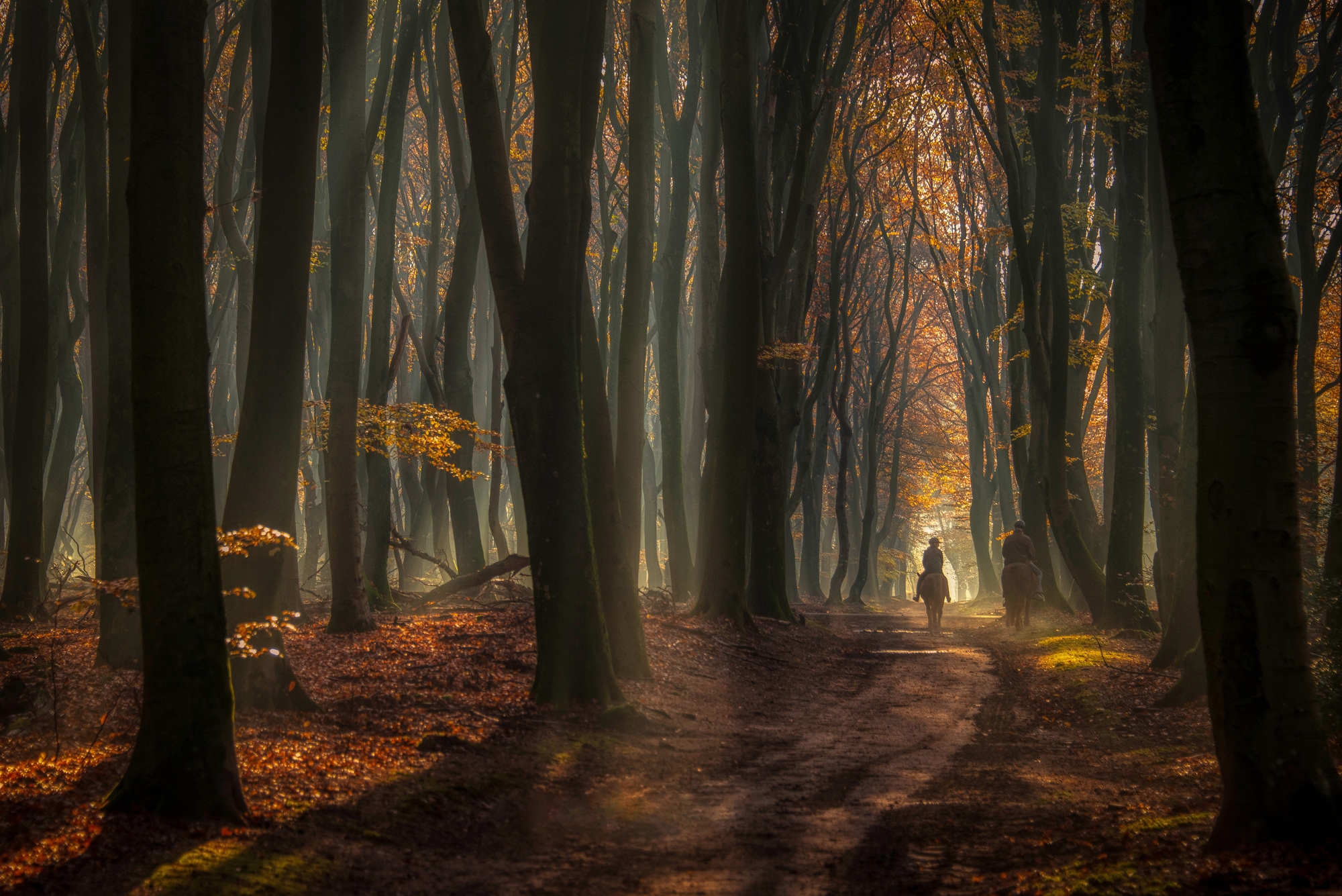 Fototapete »Photo-Art PIET HAAKSMA, FRÜHE REITEN«