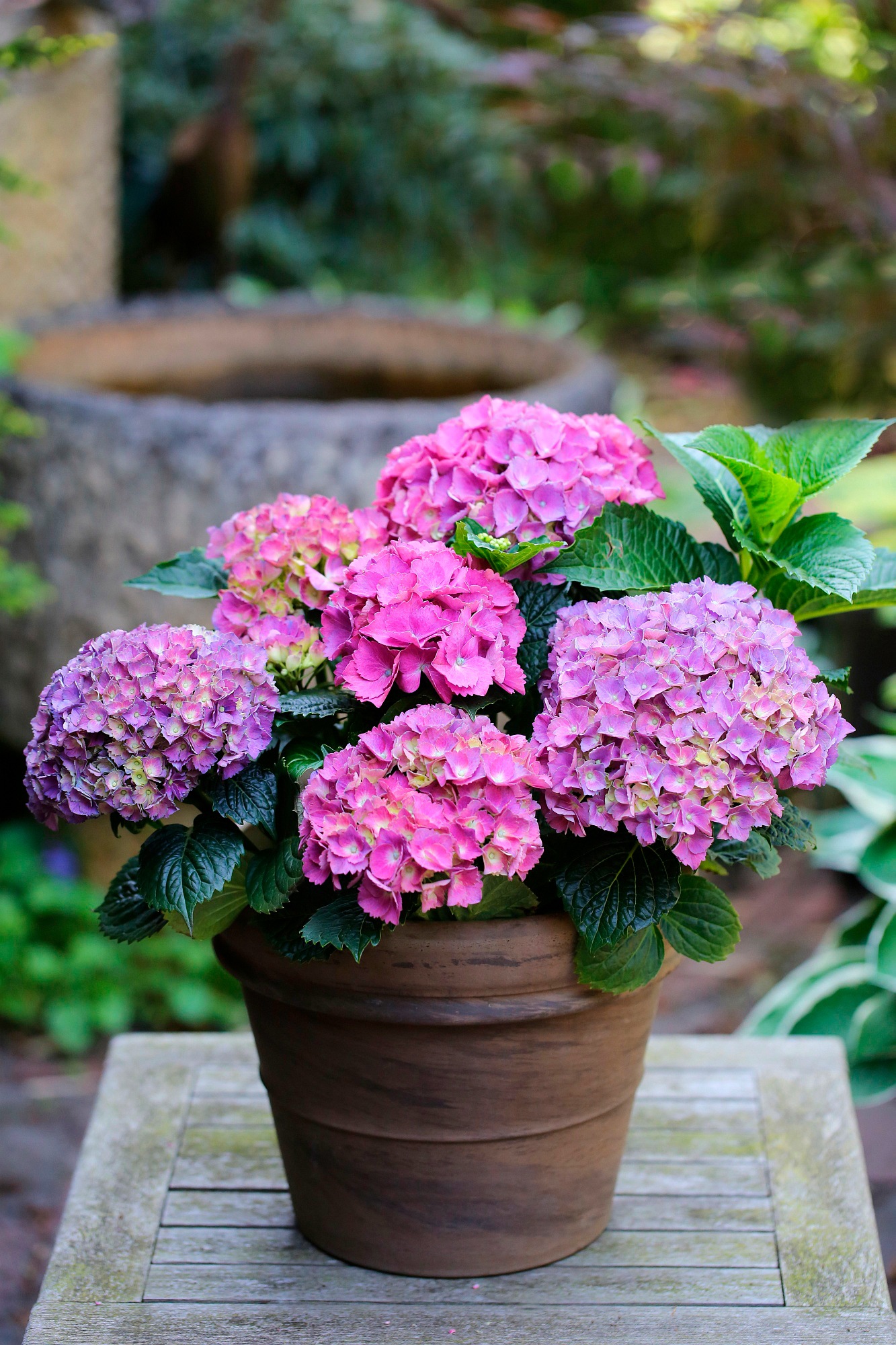 BCM Gehölze »Hortensie 'Renate Steiniger'«, (1 St.), Höhe: 30-40 cm, 1 Pflanze kaufen