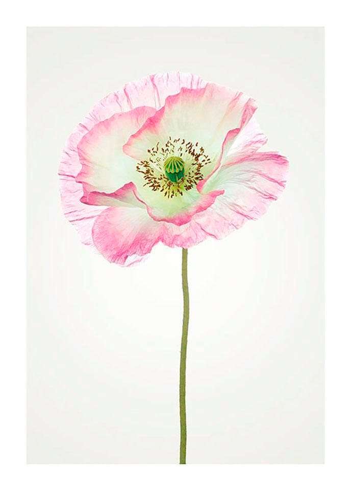 »Poppy«, | Blumen, Komar Schlafzimmer, (1 Kinderzimmer, St.), Wohnzimmer Poster BAUR