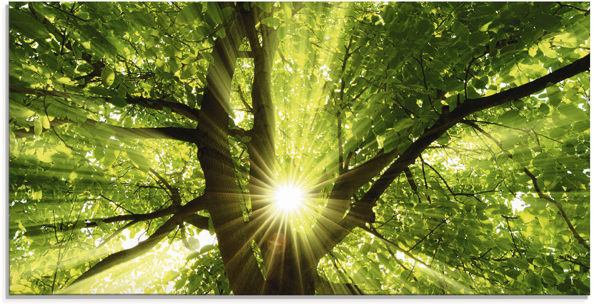 Artland Glasbild "Sonne strahlt explosiv durch den Baum" Bäume 1 Stk. tlg. in verschiedenen Größen